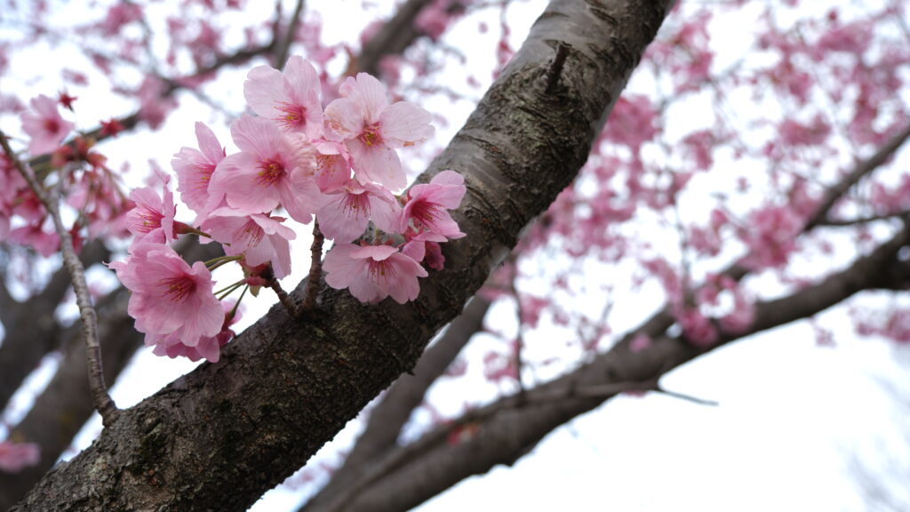 東雲公園　桜