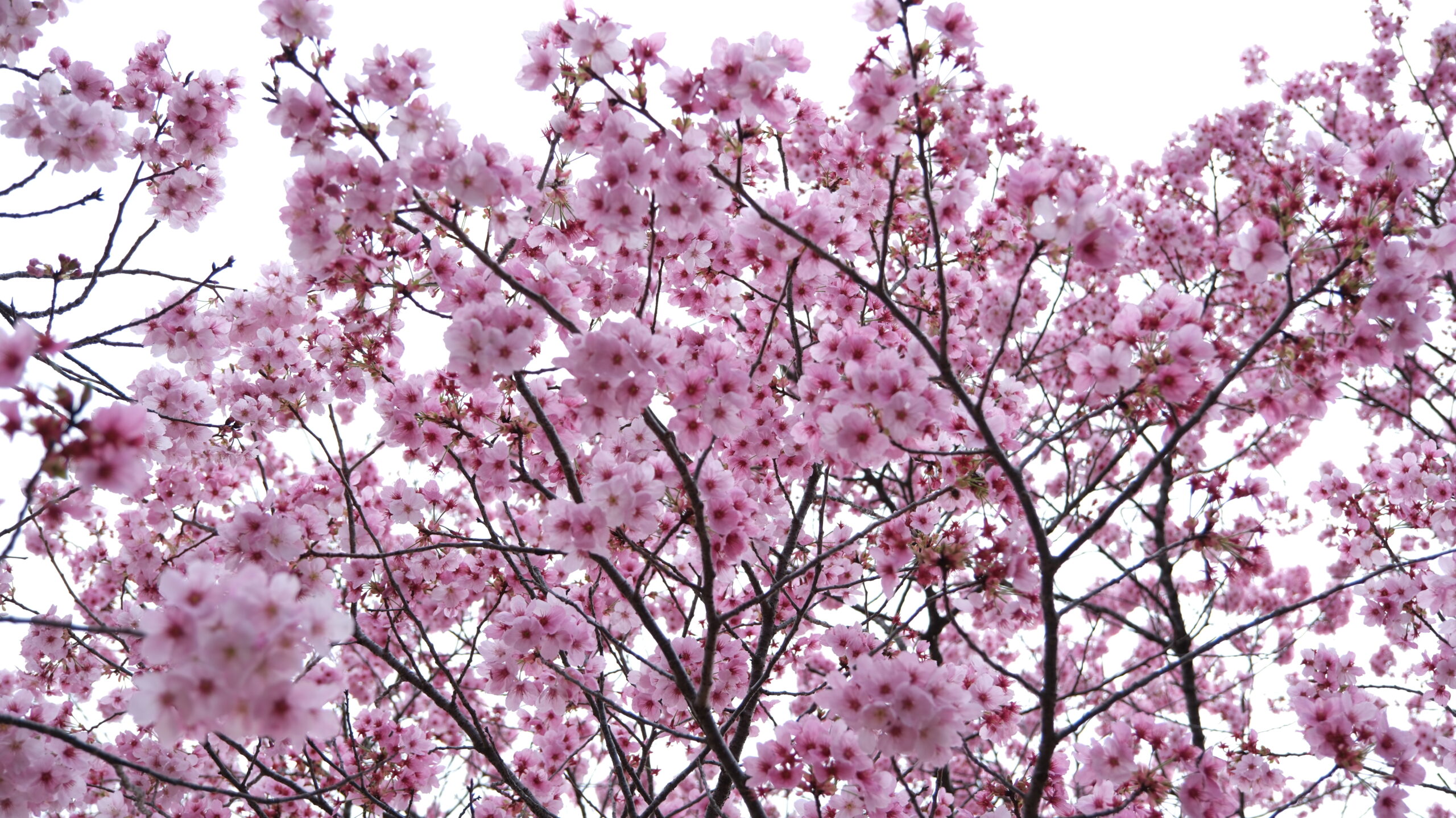 東雲公園　桜