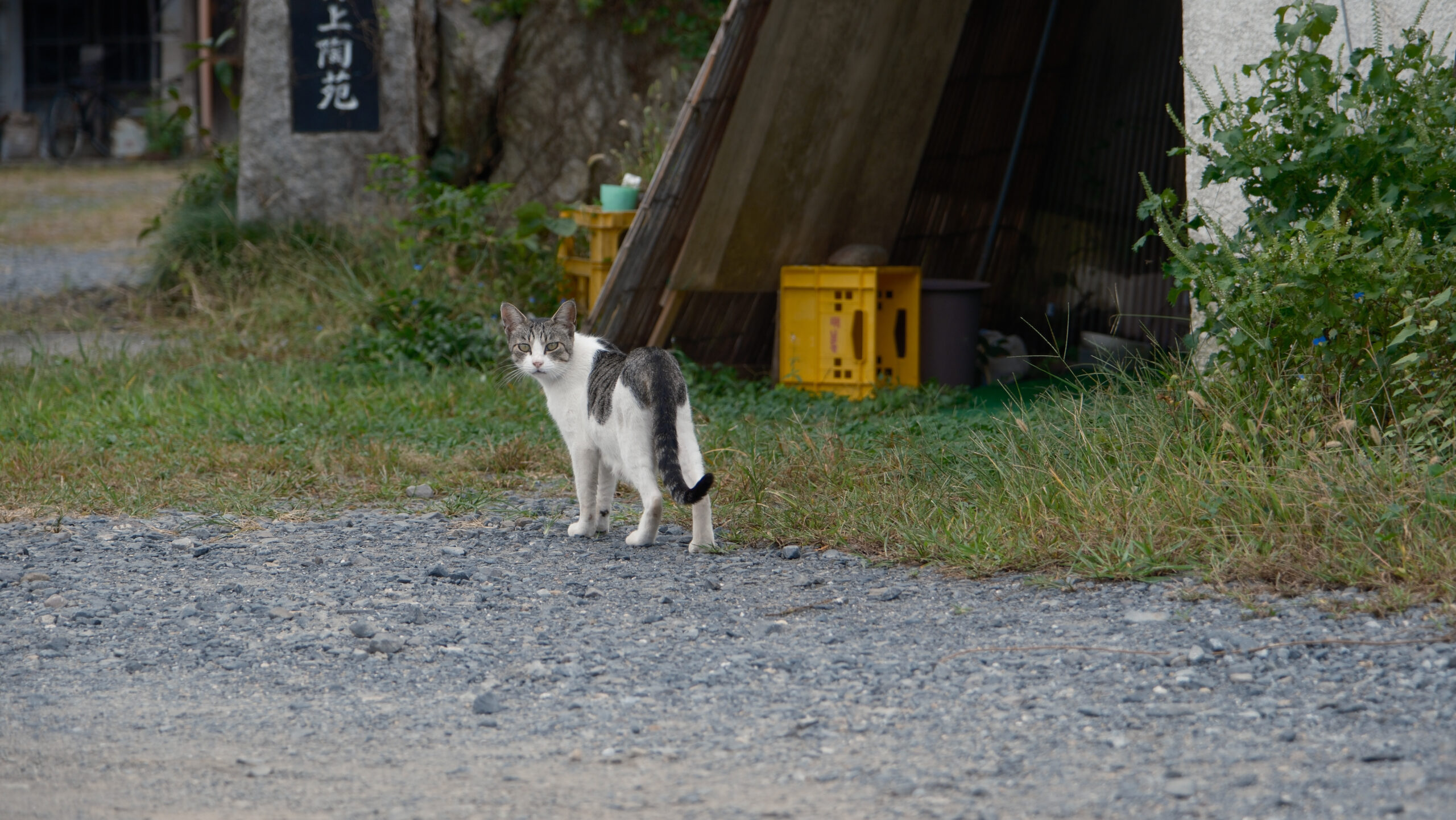 ラーメン大功　猫