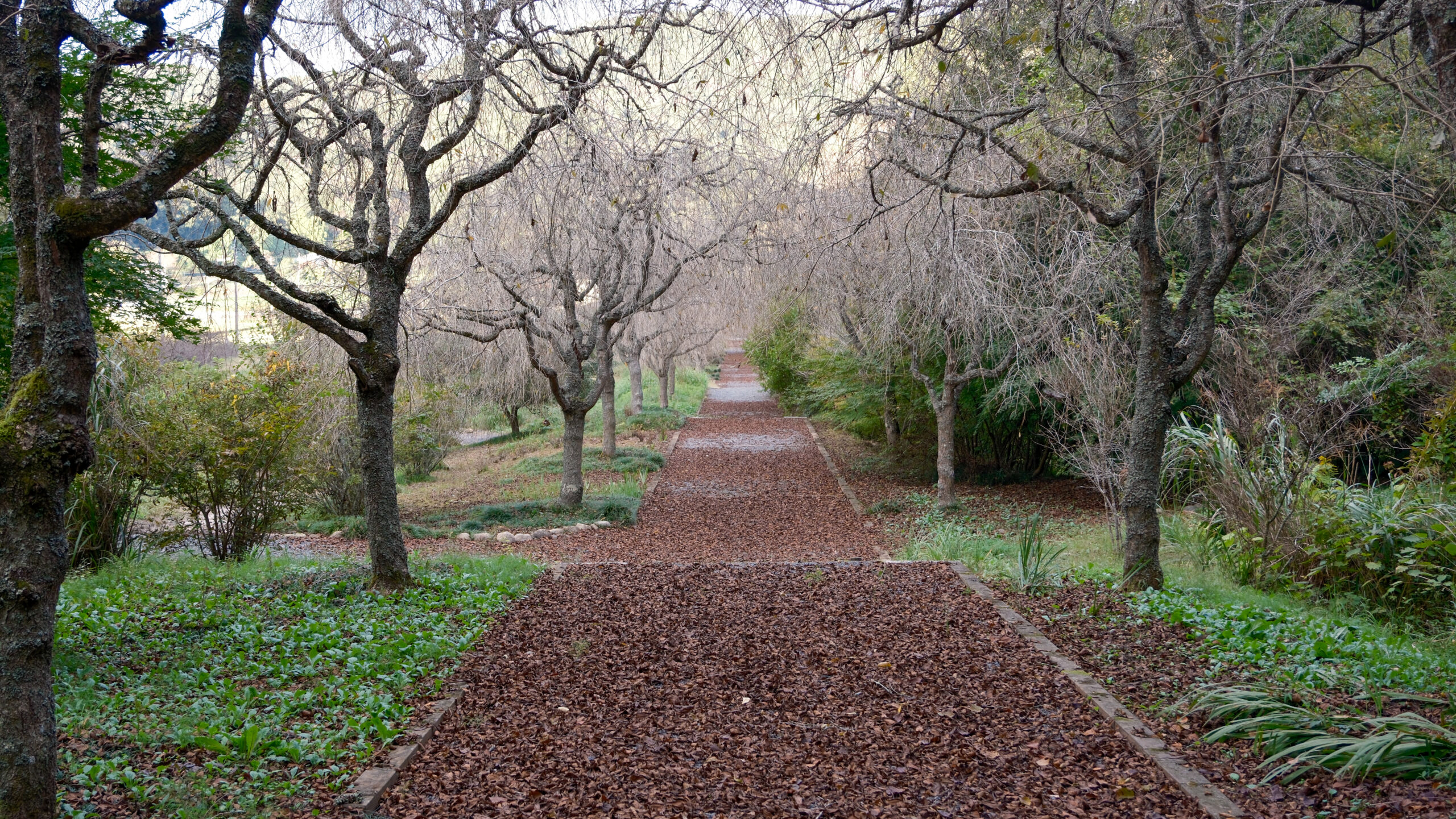 仏生寺　桜の木