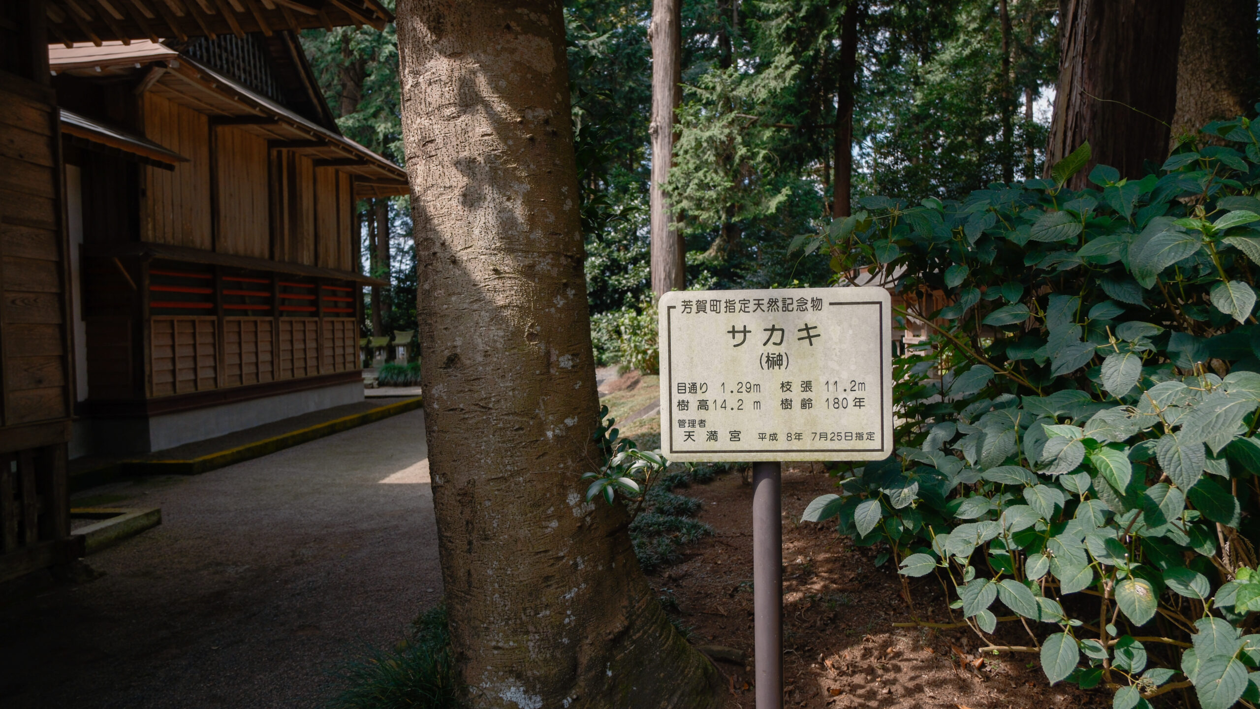 芳賀天満宮　天然記念物　榊