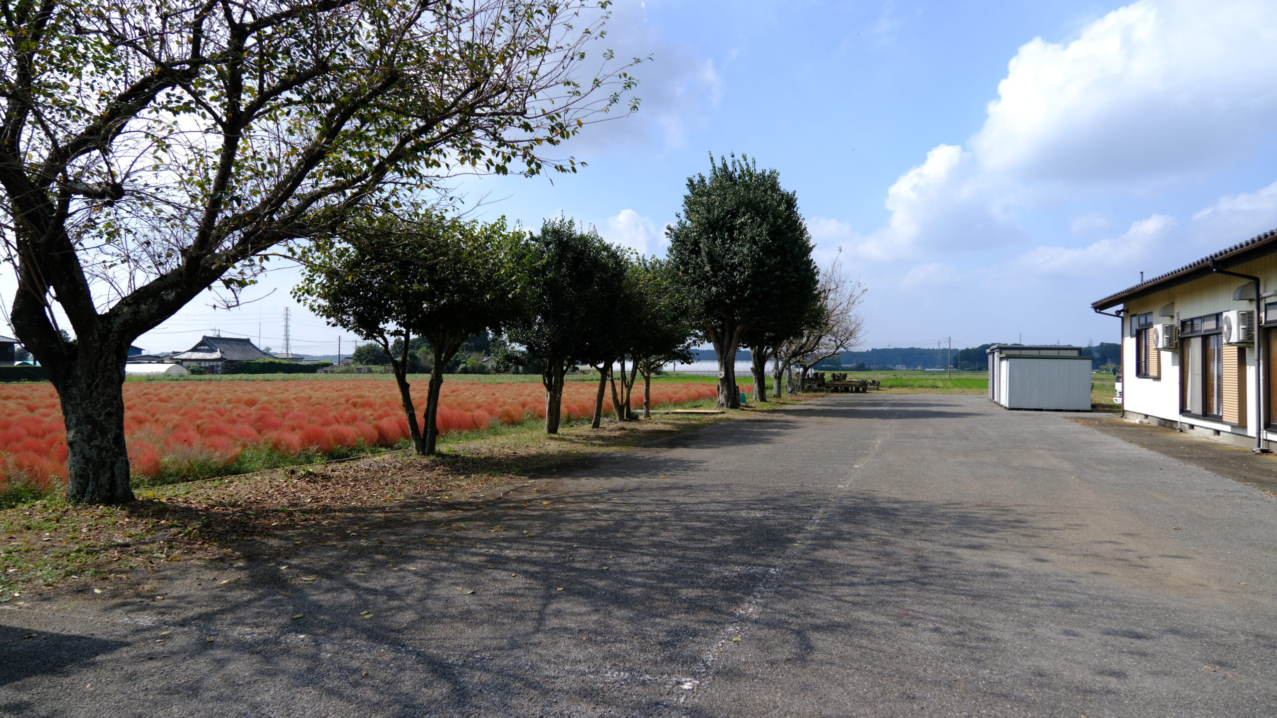 東高橋コキア園　駐車場