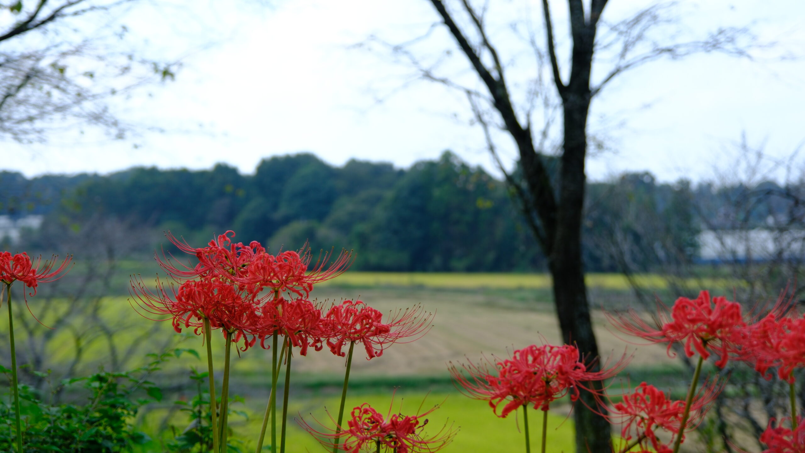 冨士山自然公園　彼岸花