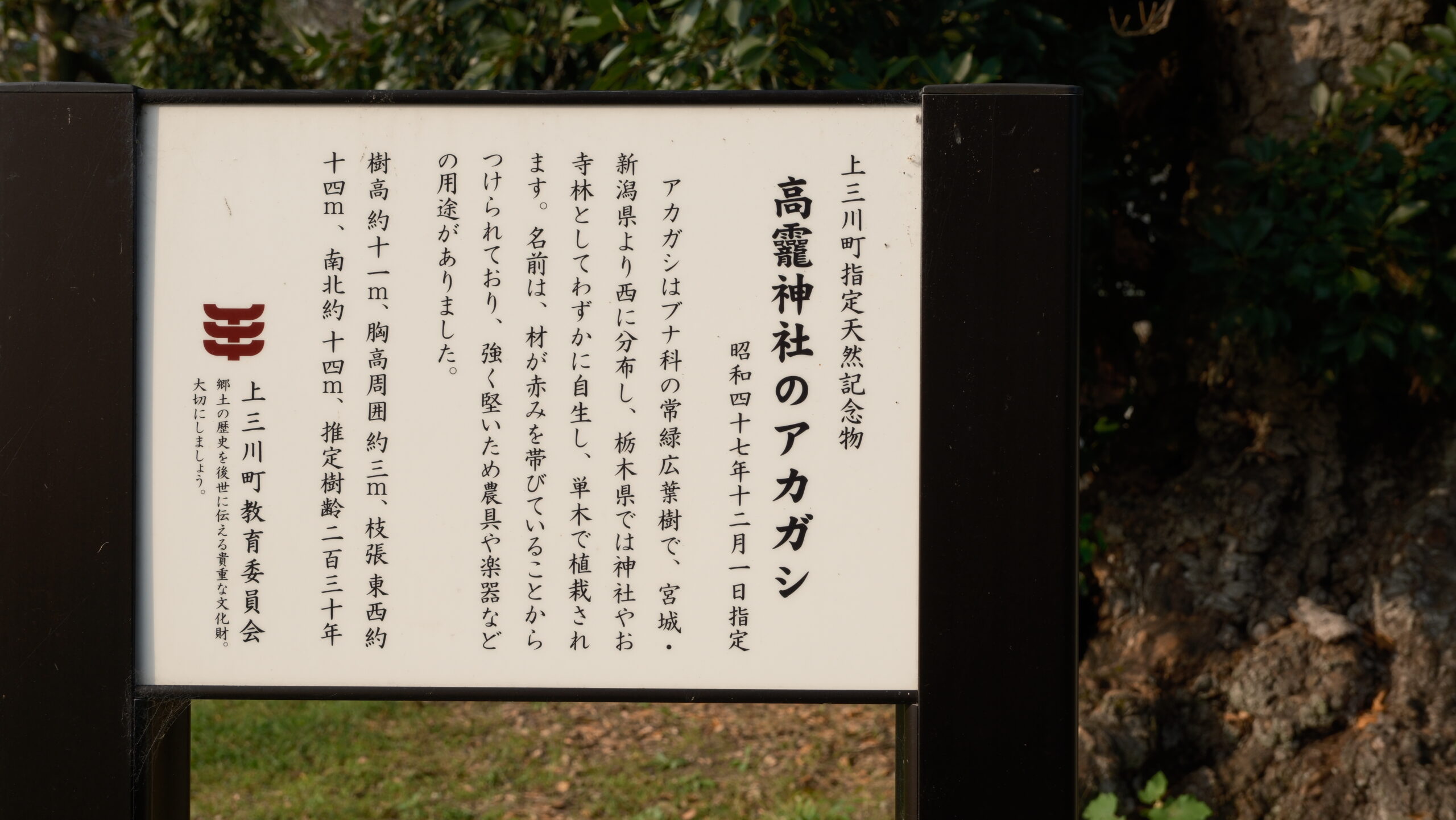 高龗神社　上三川町東汗　アカガシ