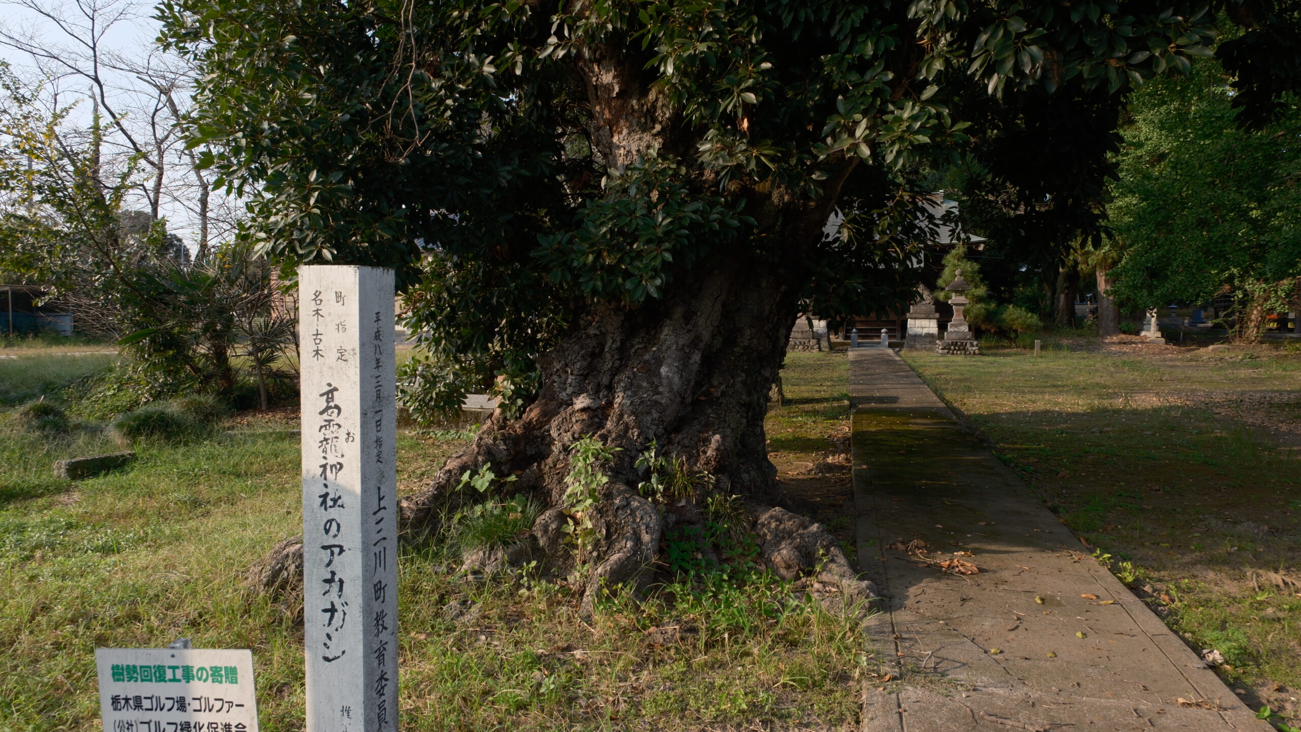 高龗神社　上三川町東汗　アカガシ