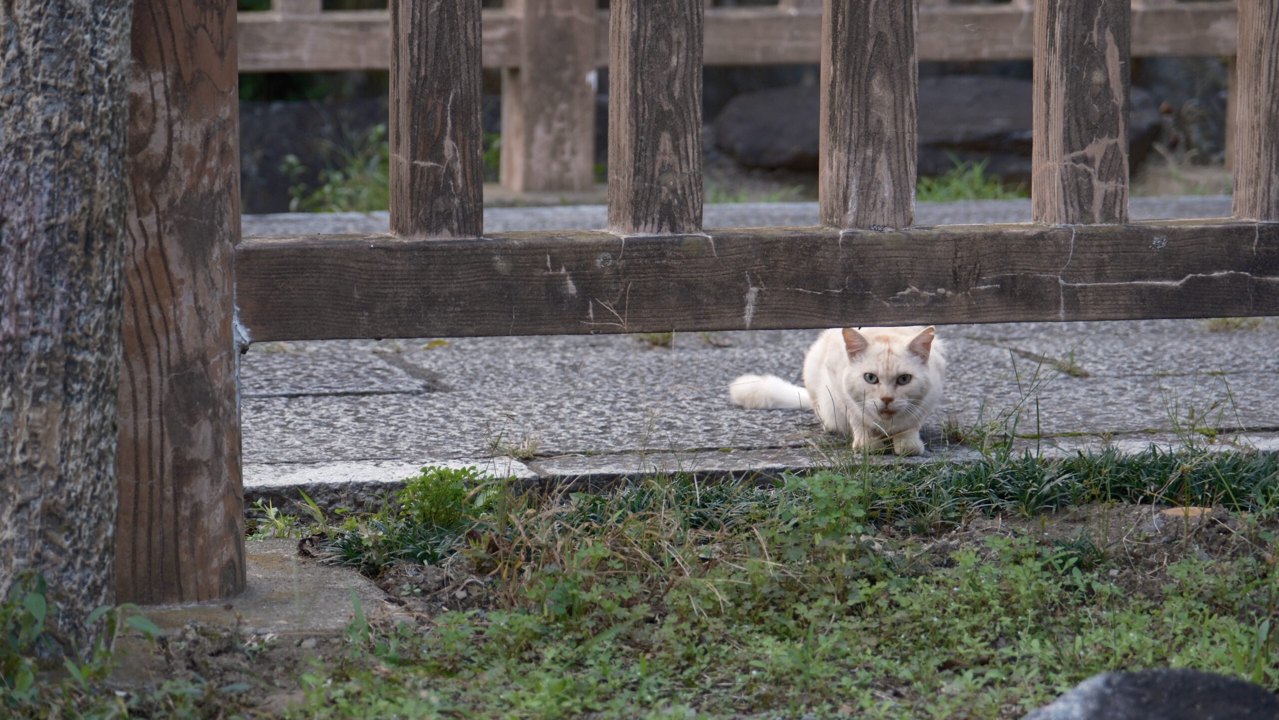 上三川城址公園　猫