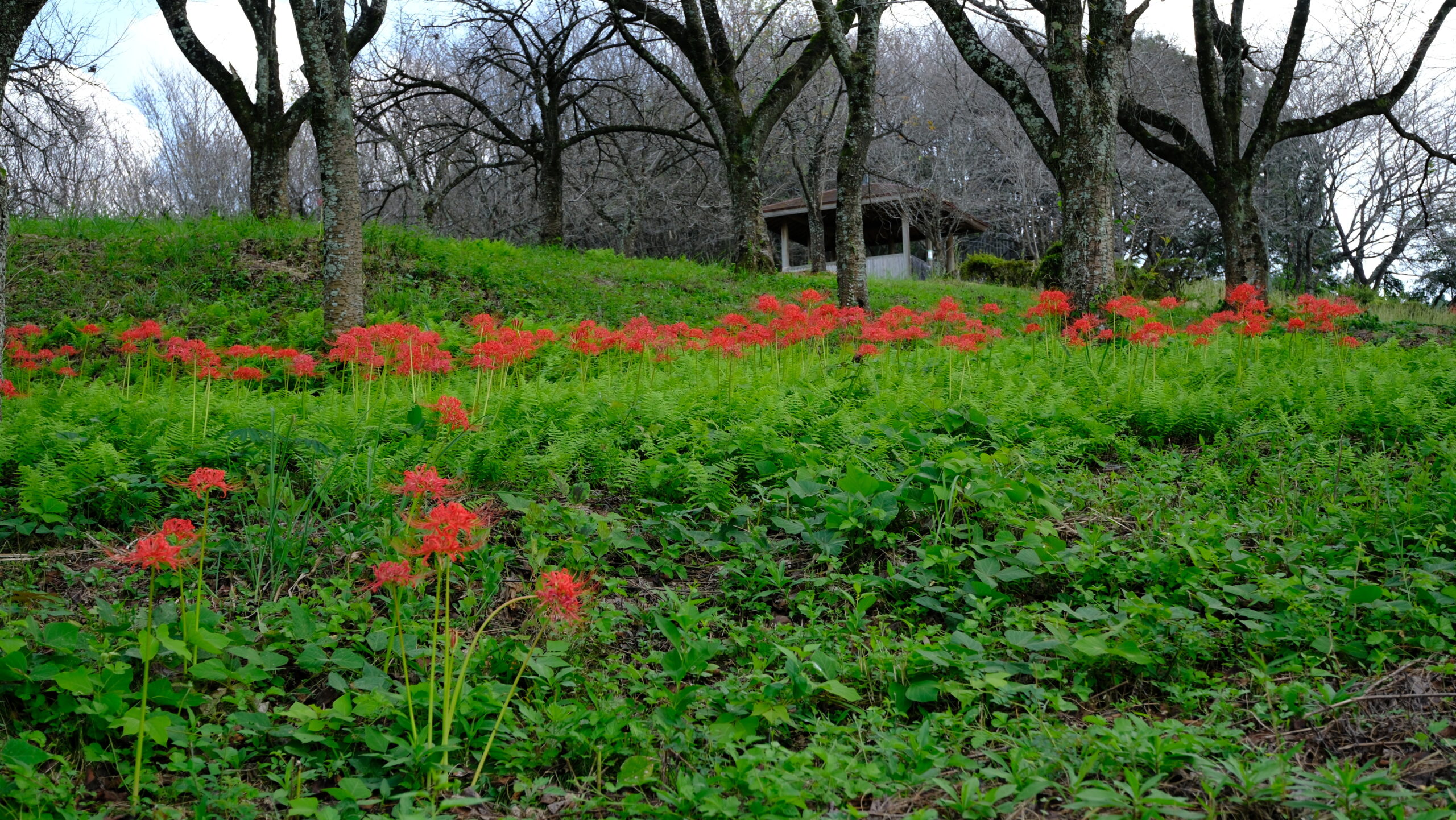 ヒガンバナ　冨士山自然公園　