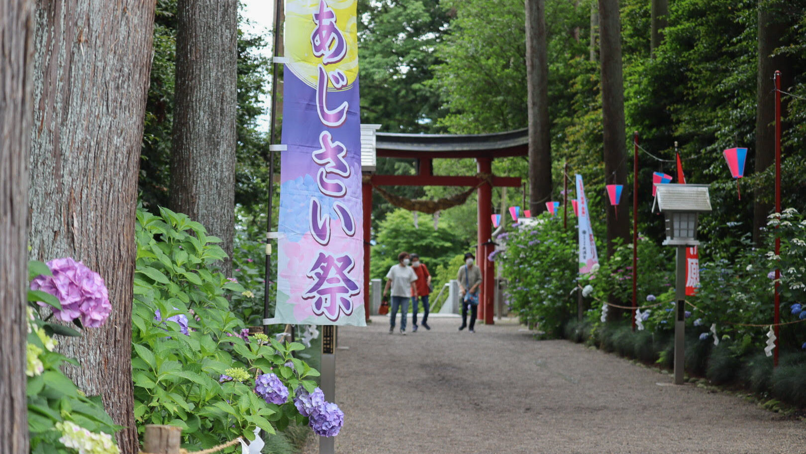 芳賀天満宮　あじさい祭