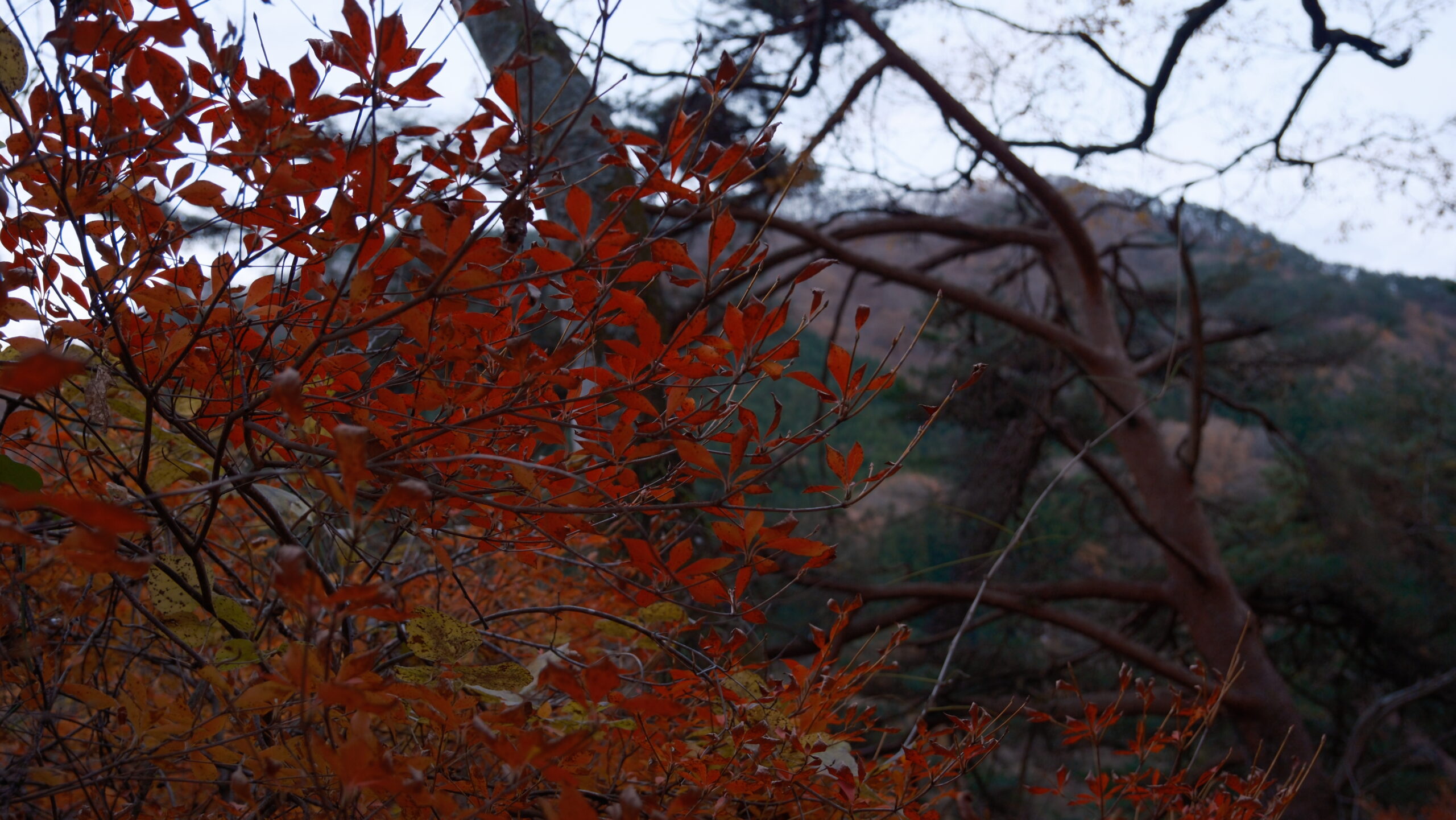 あじさい公園　日光