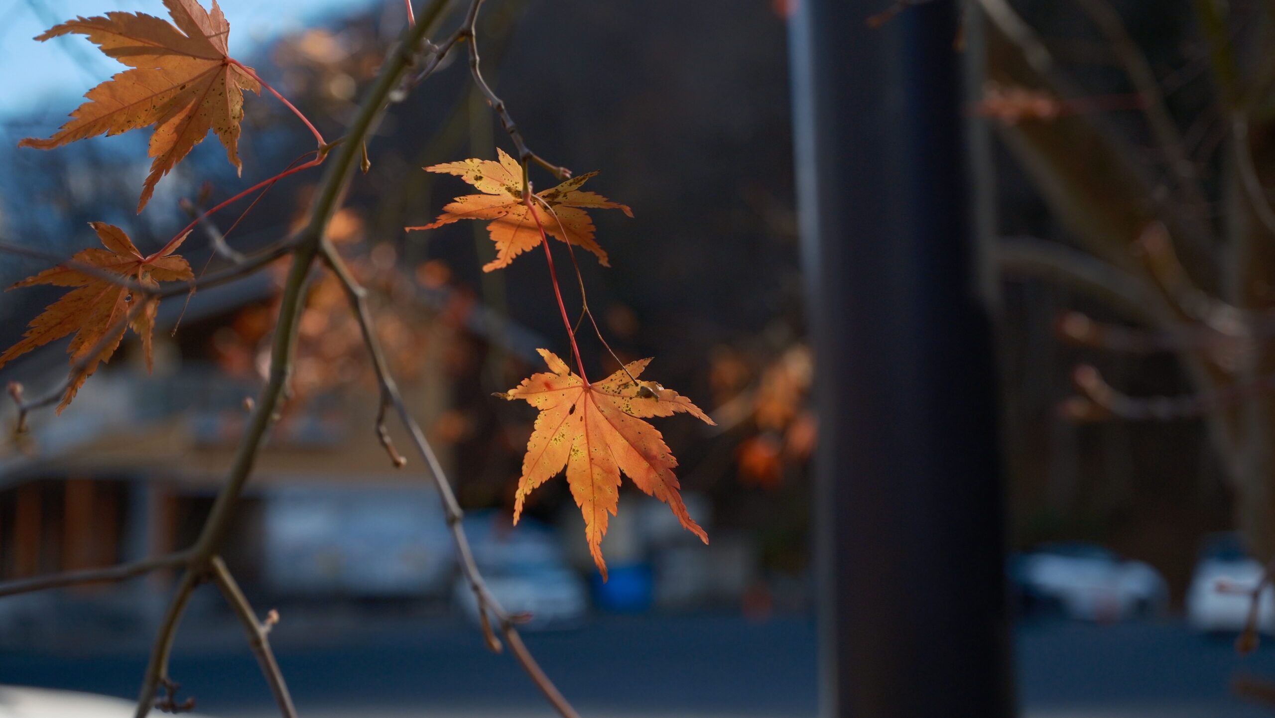 道の駅湯西川　紅葉