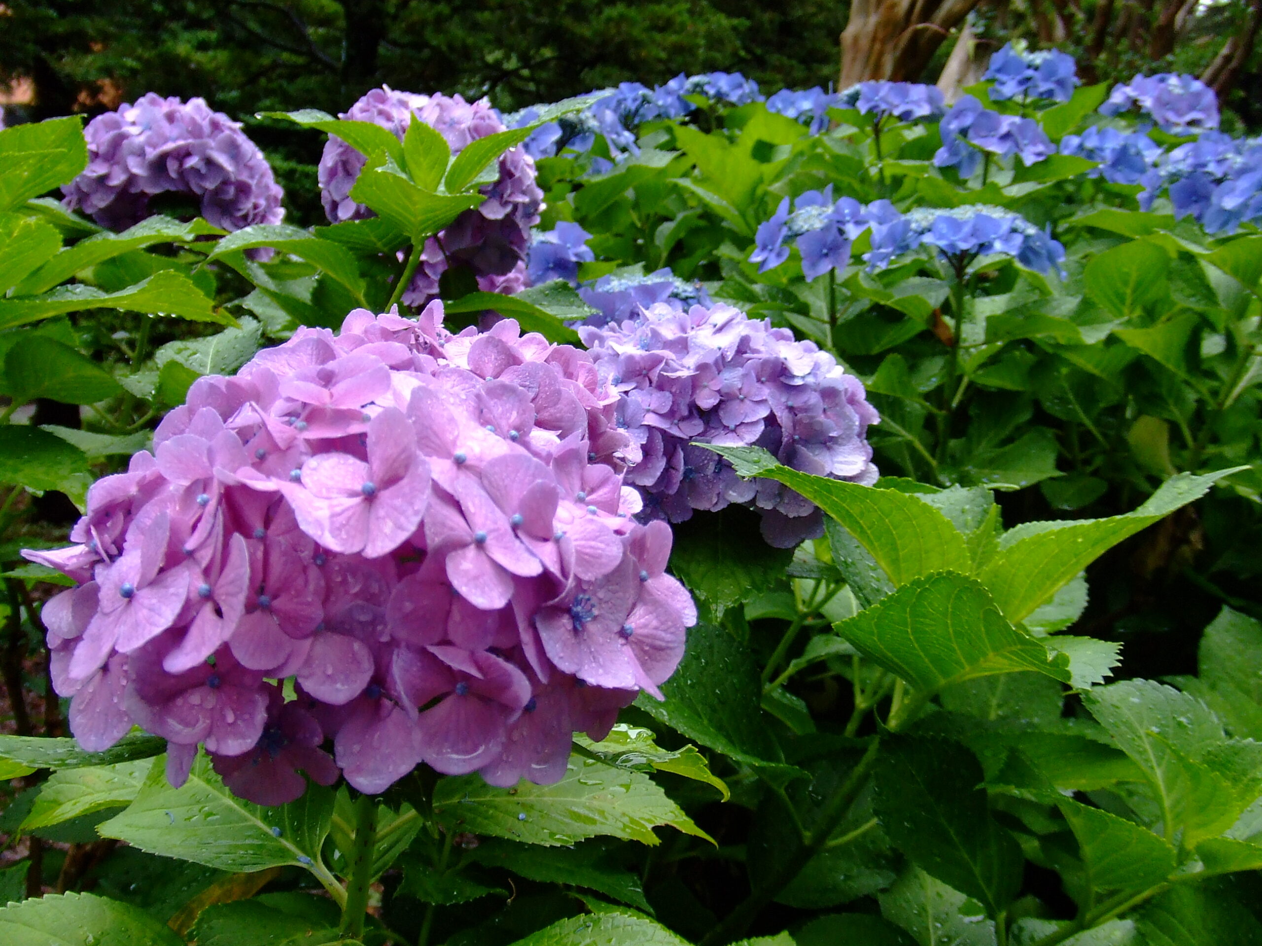 FUJIFILM FinePix Z3　作例