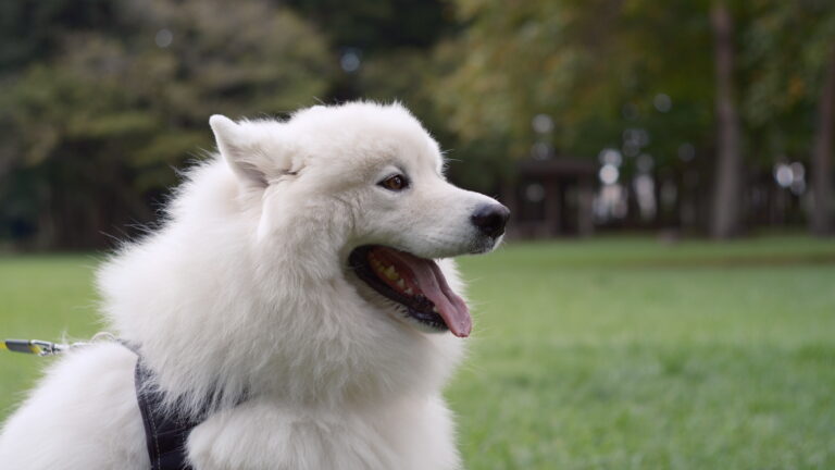 中岡本緑公園 犬の散歩