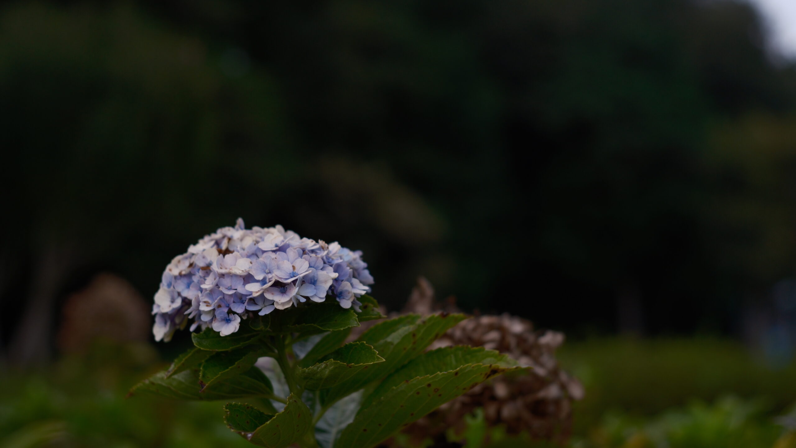 中岡本緑公園　紫陽花