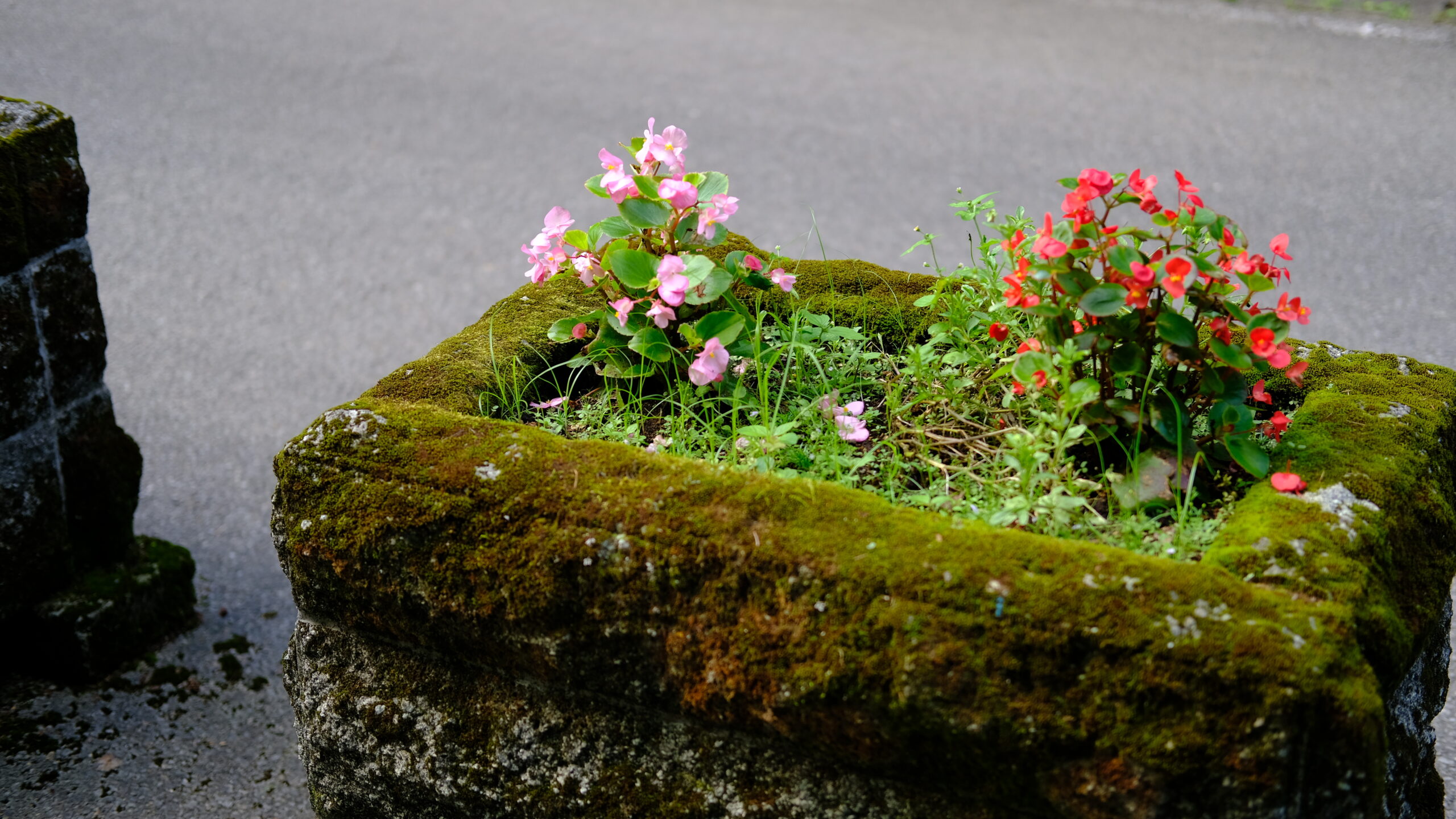 赤川ダム　花壇