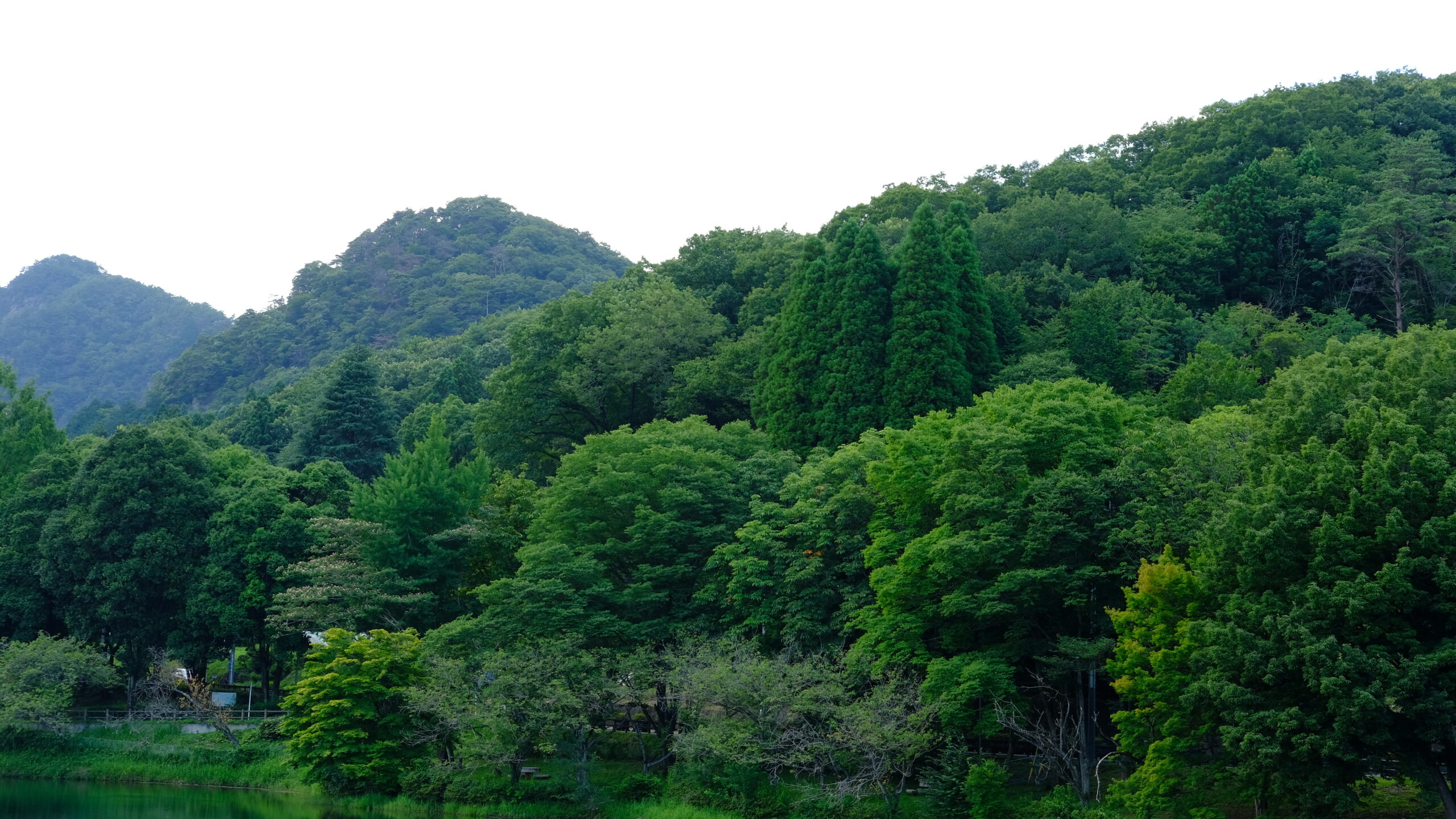 赤川ダム　自然