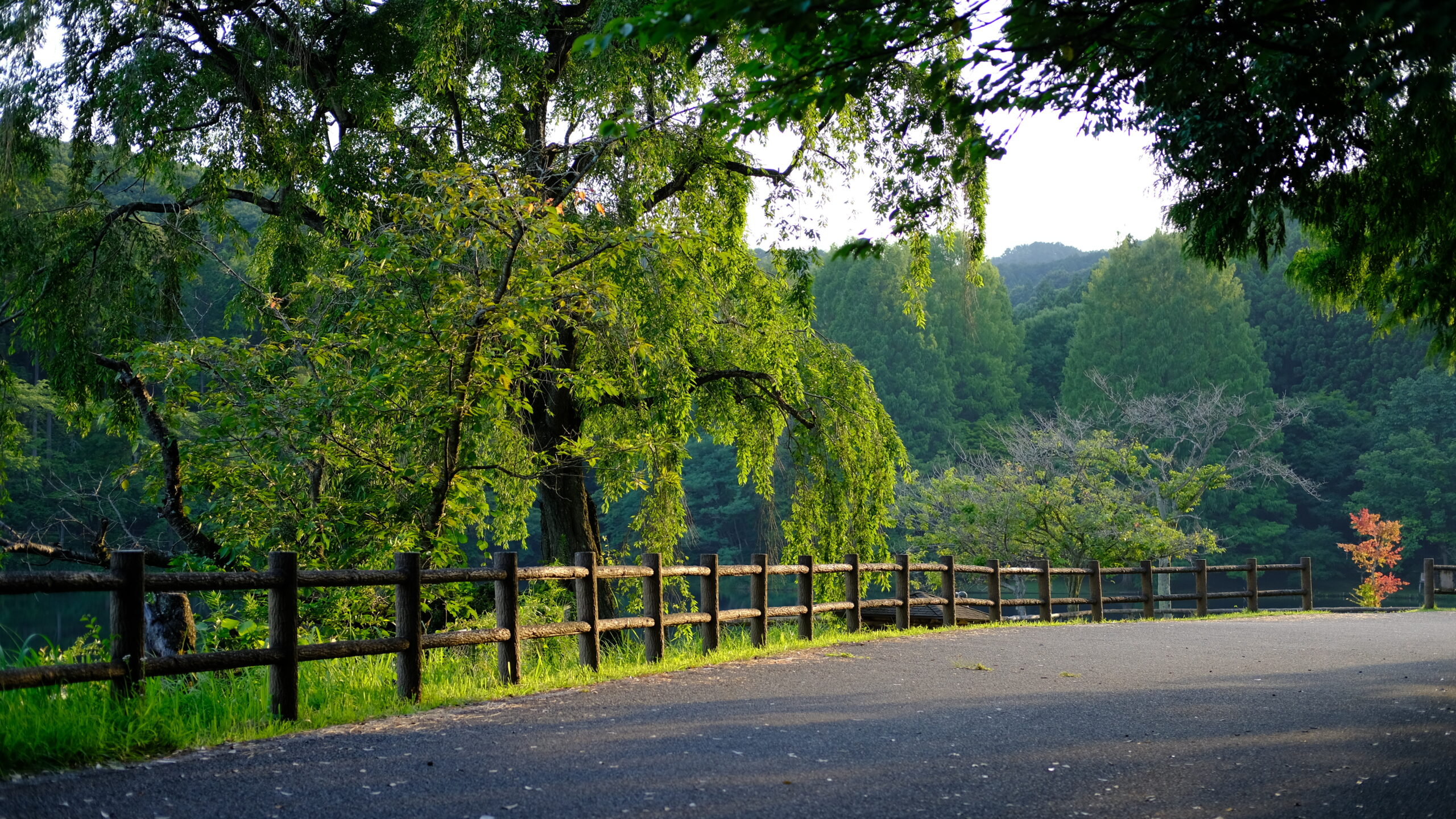 赤川ダム　桜の木