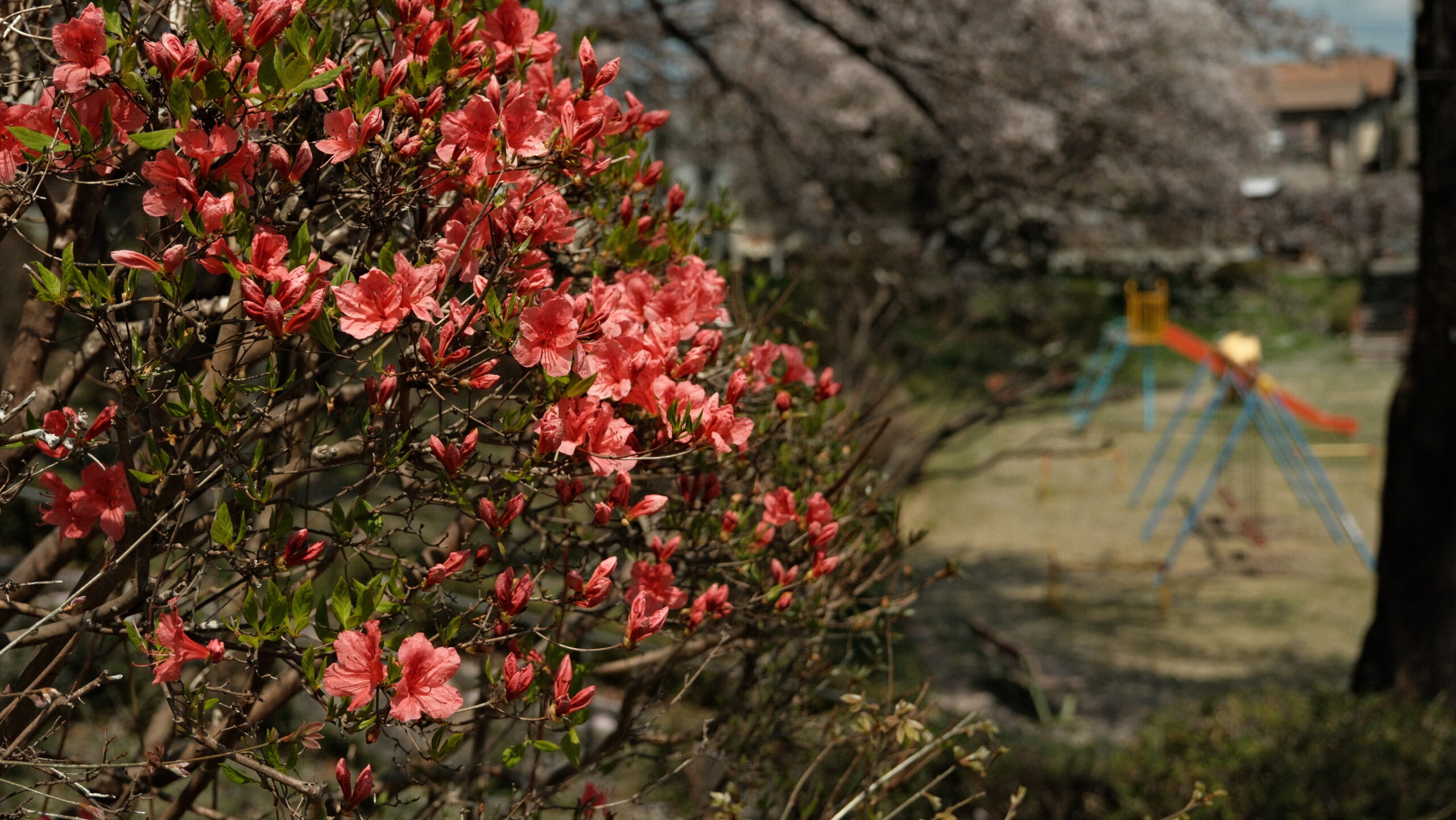 岡本駅前第２公園　ツツジ