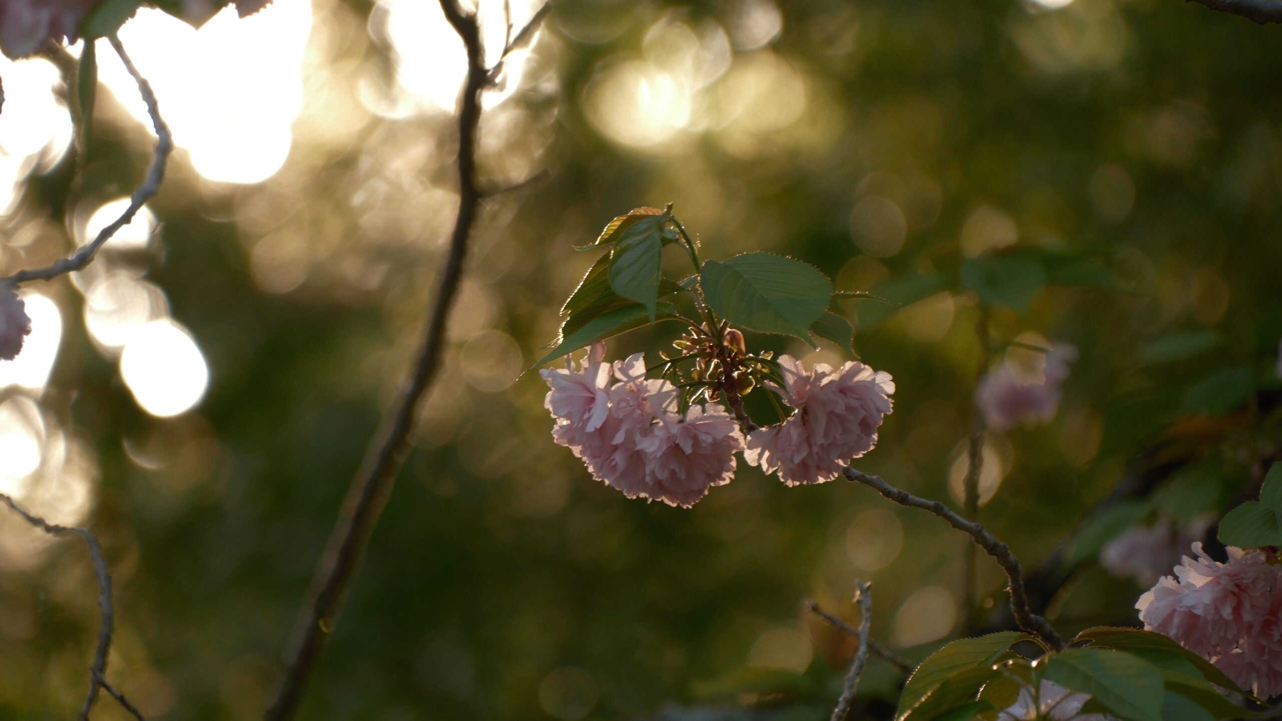 八重桜　宇都宮