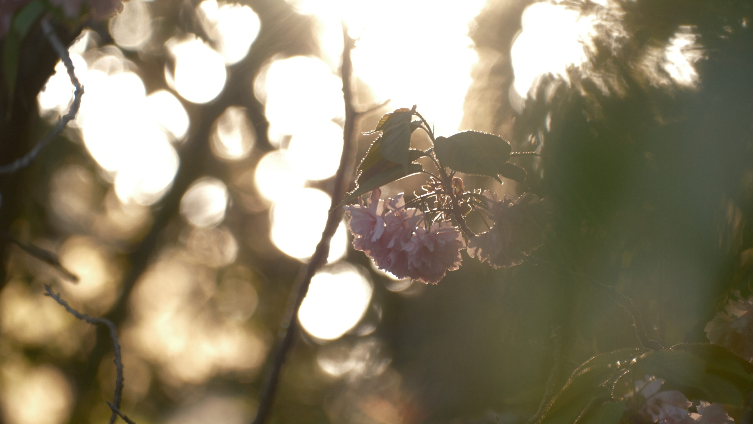 上河内緑水公園　八重・牡丹桜