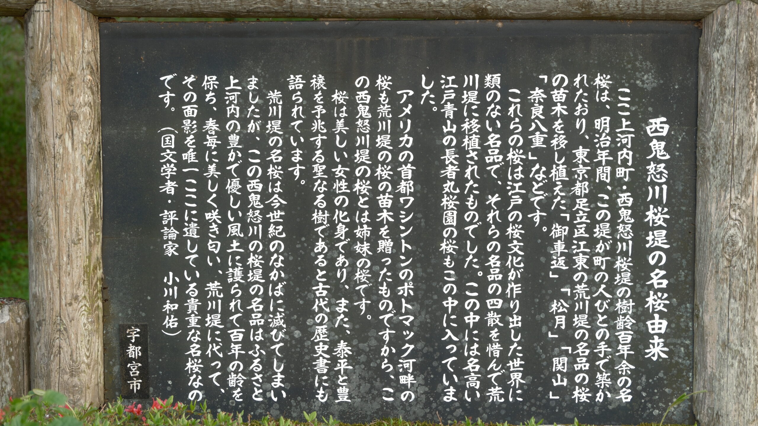 西鬼怒川桜堤の名桜由来