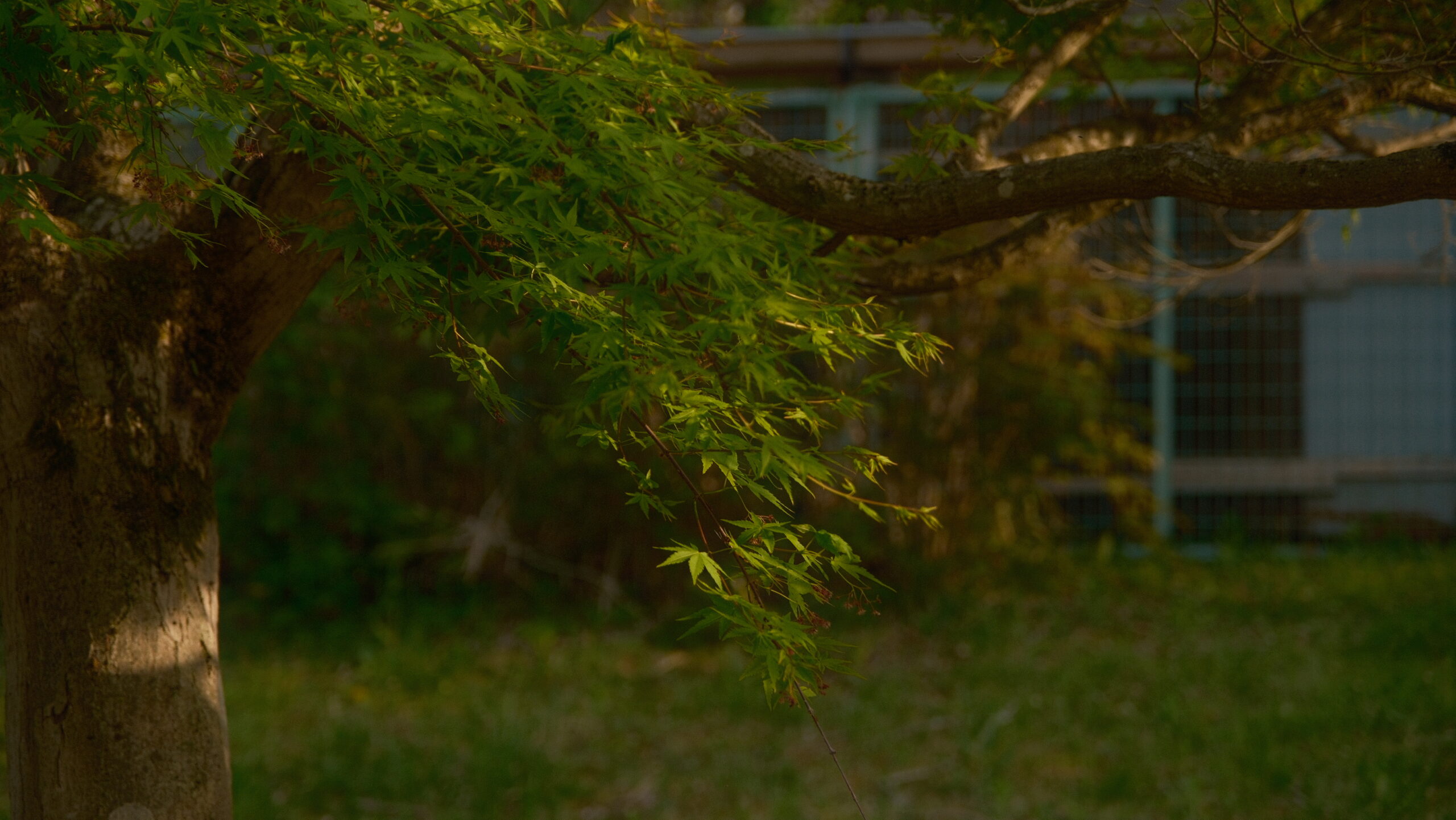 上河内緑水公園　紅葉