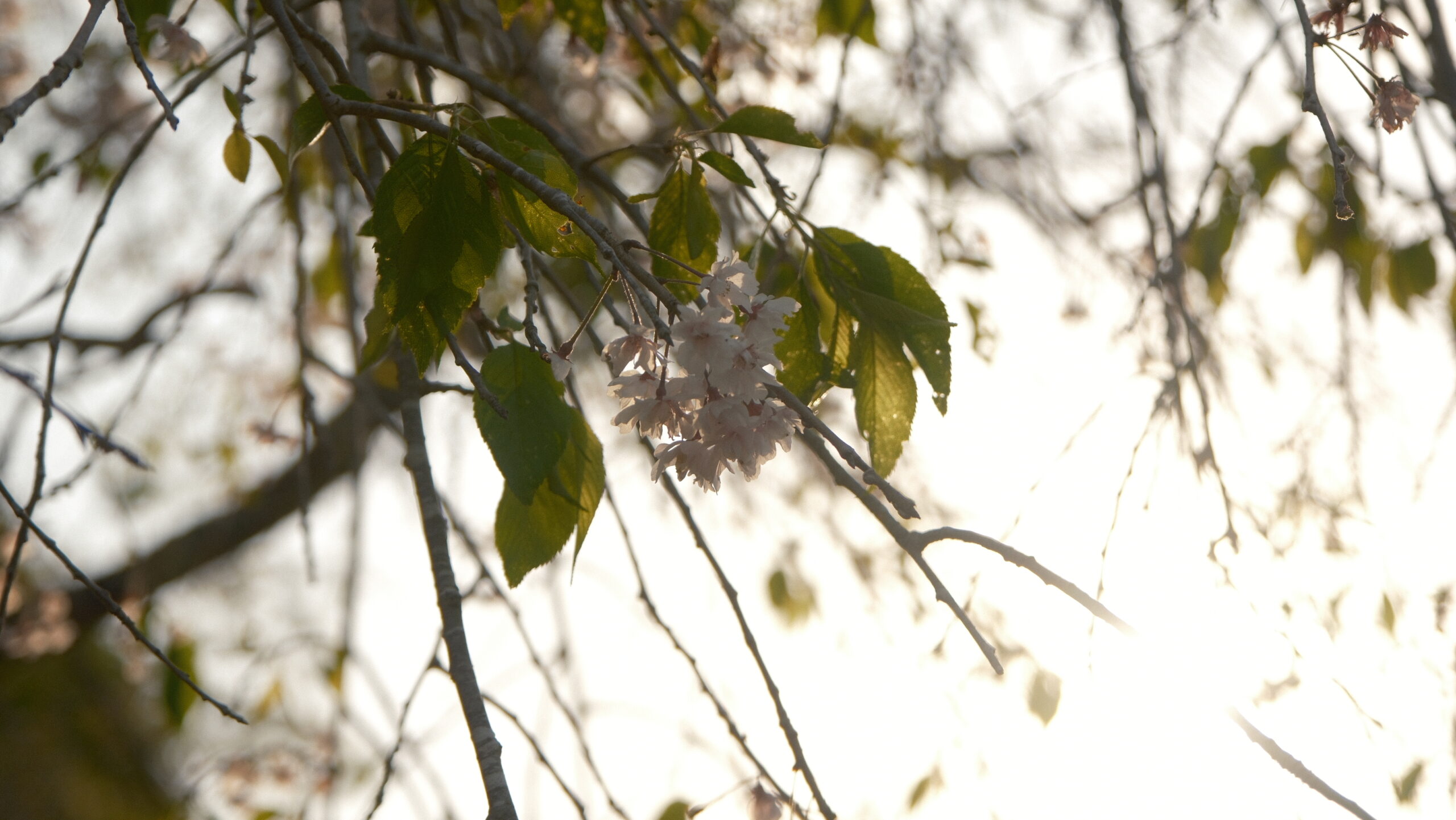 上河内緑水公園　しだれ桜