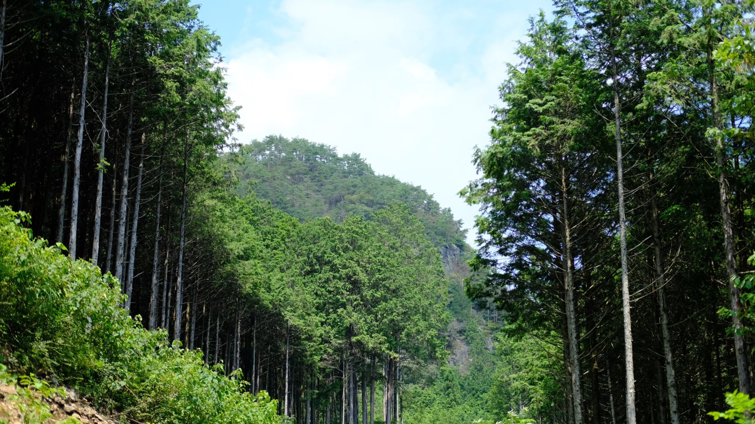 登山道入口　古賀志山