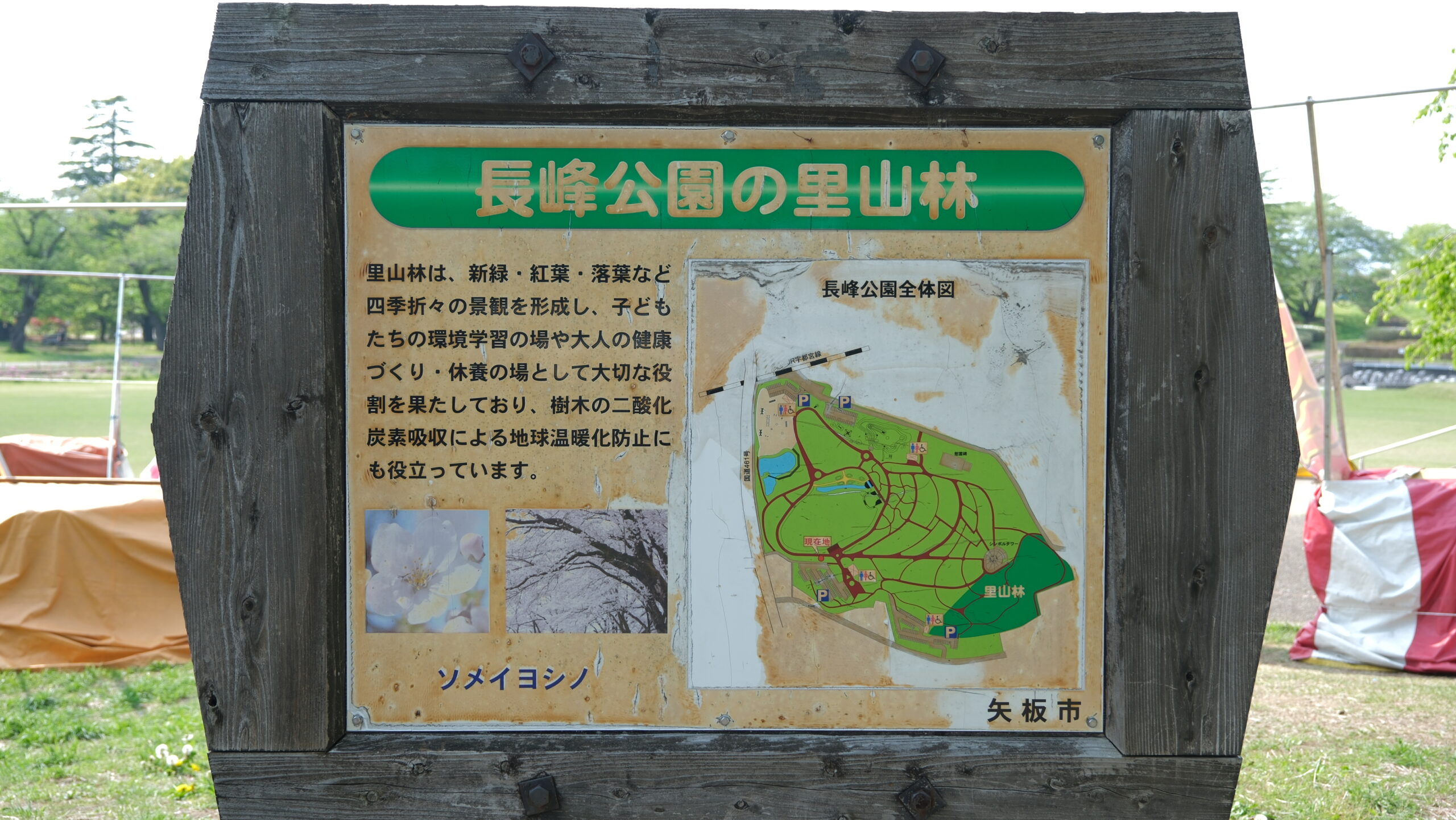 長峰公園　里山林