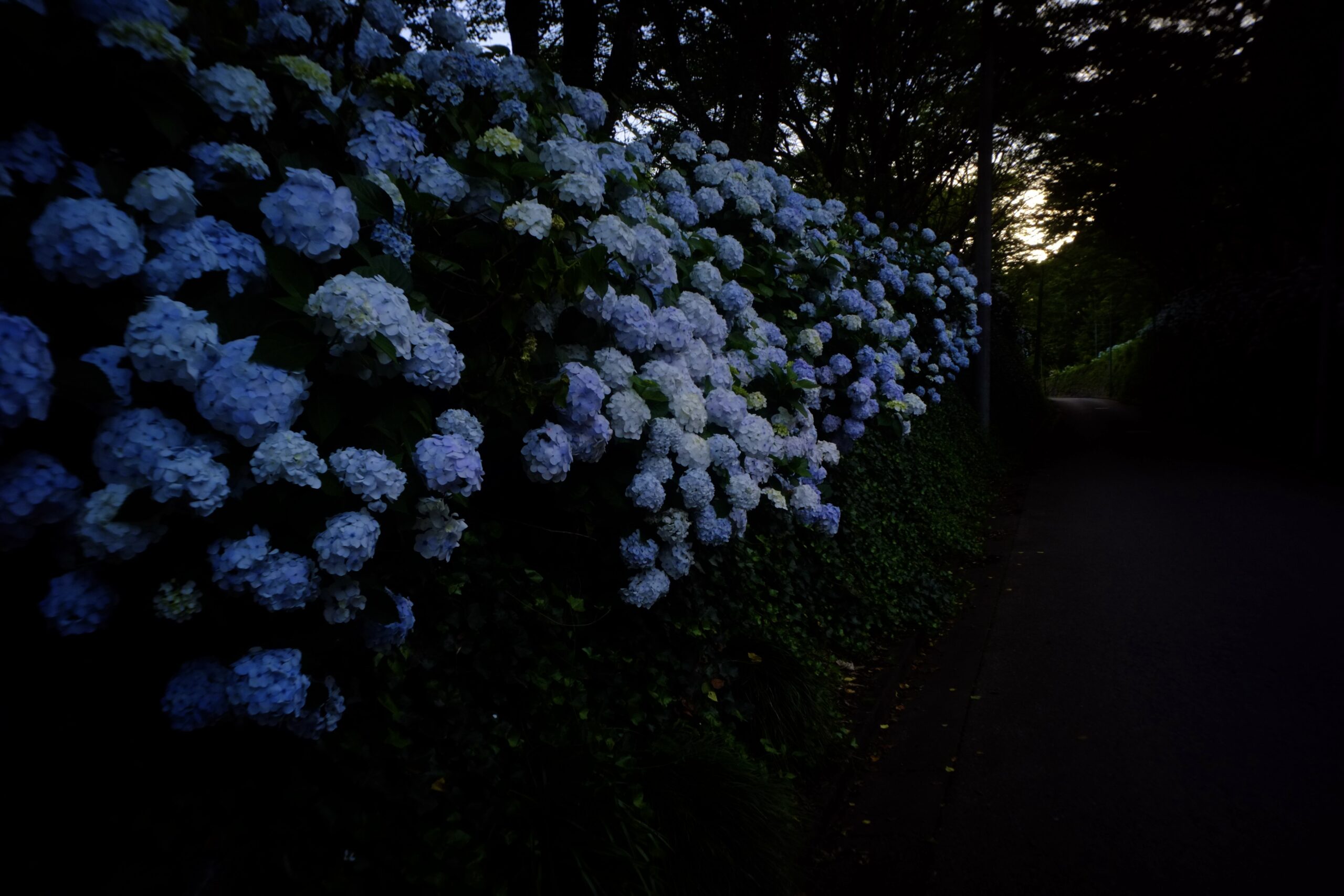氷室あじさい坂　夕方
