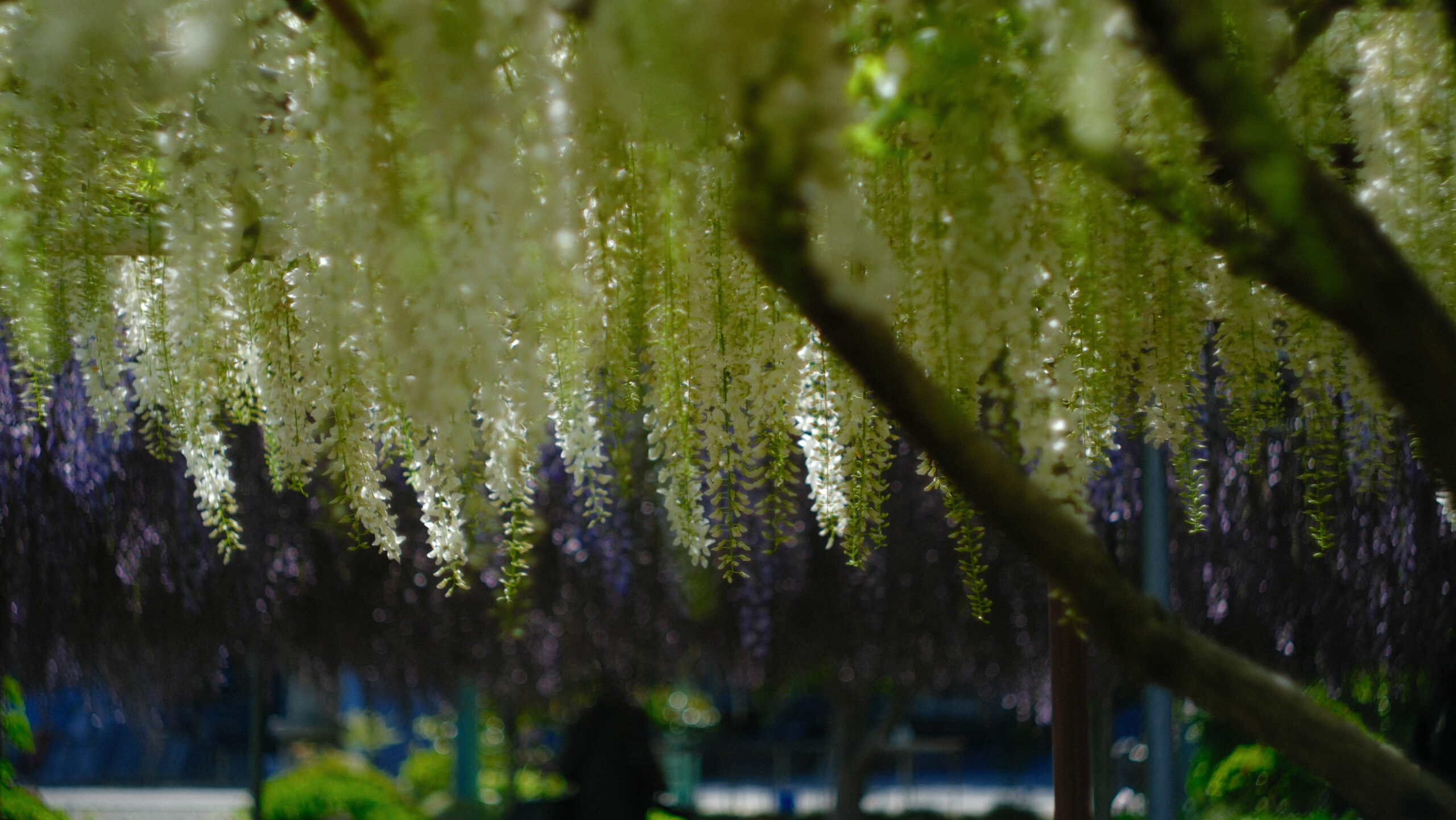 上籠谷のフジ　藤の花