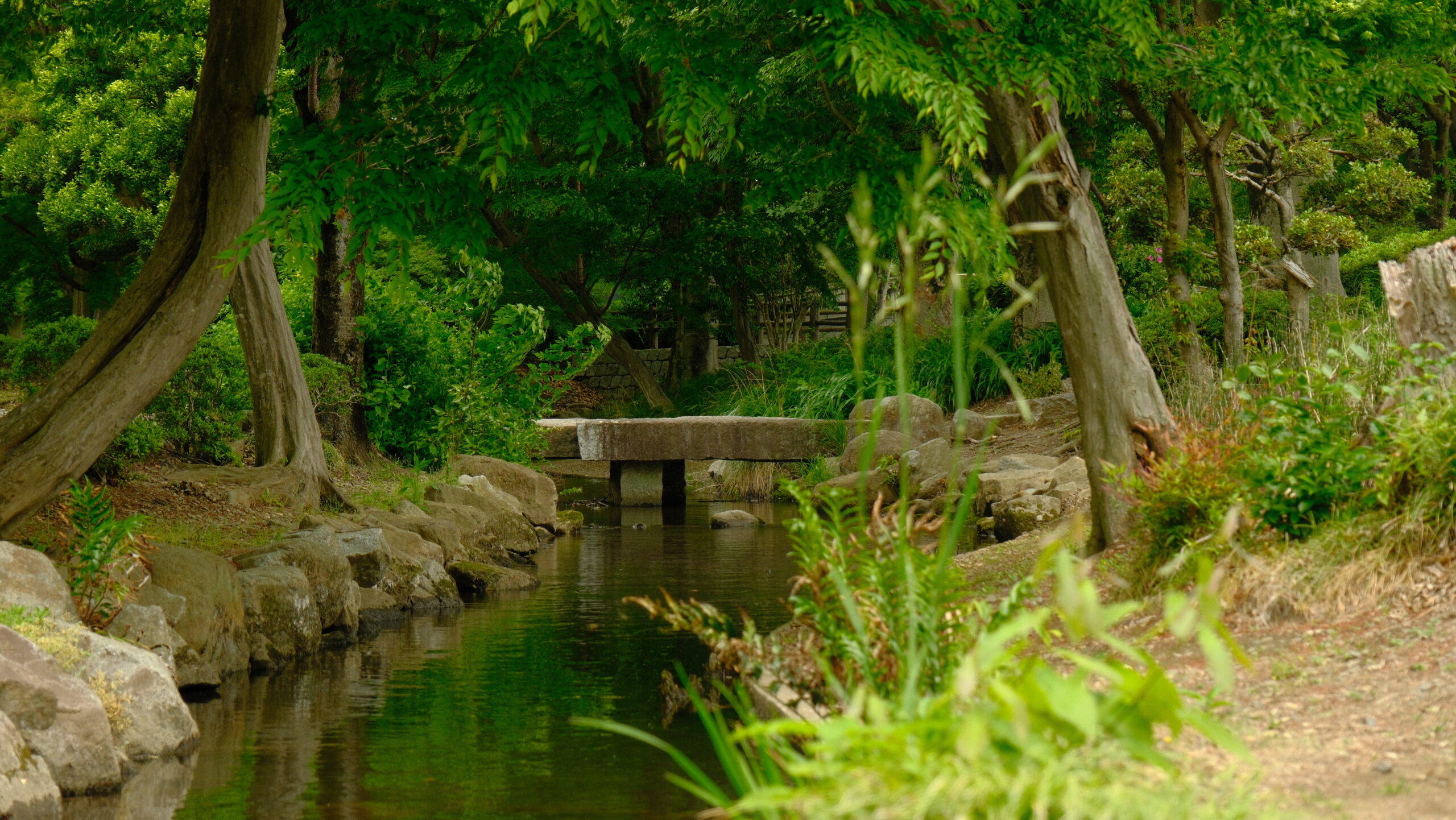 大松山運動公園　池