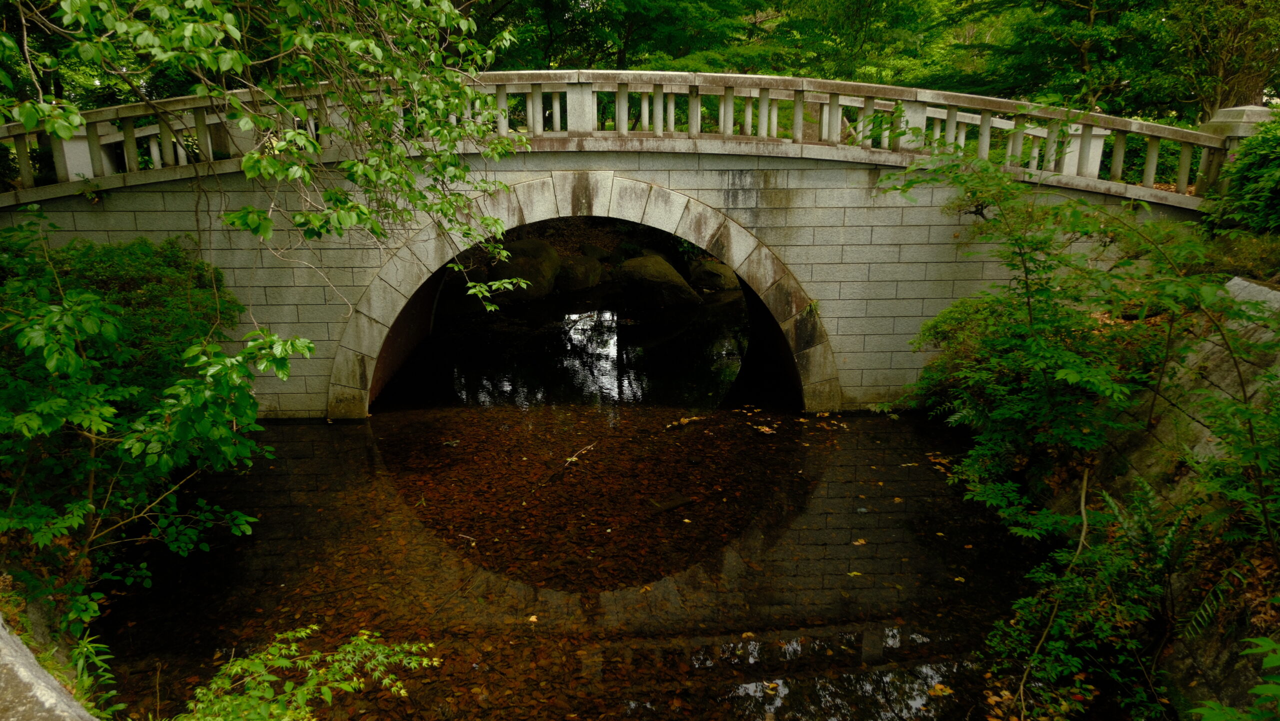 大松山運動公園　池