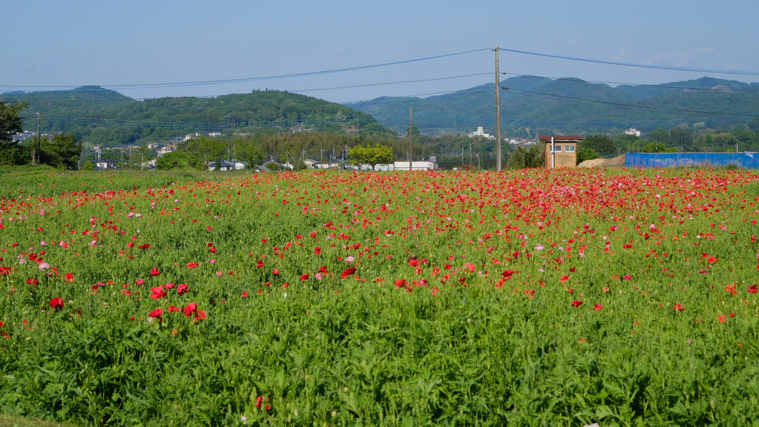 谷田のポピー畑　栃木県那珂川町