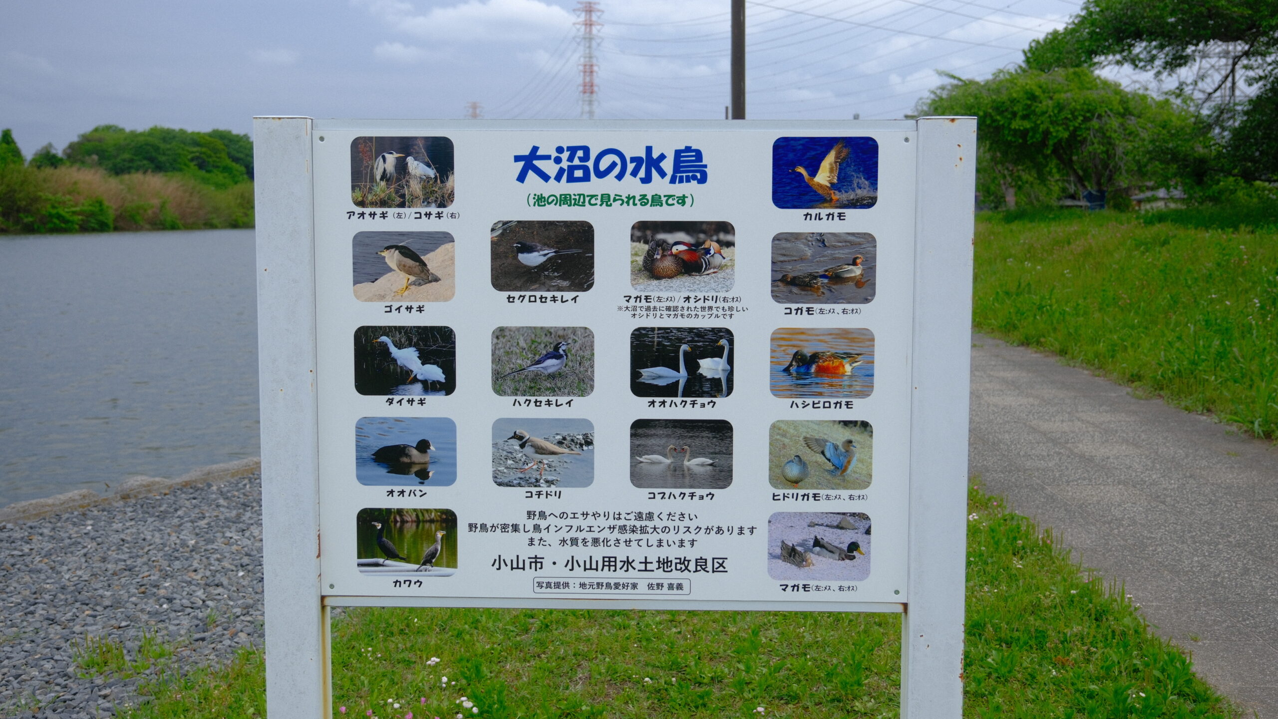 大沼公園　水鳥　説明