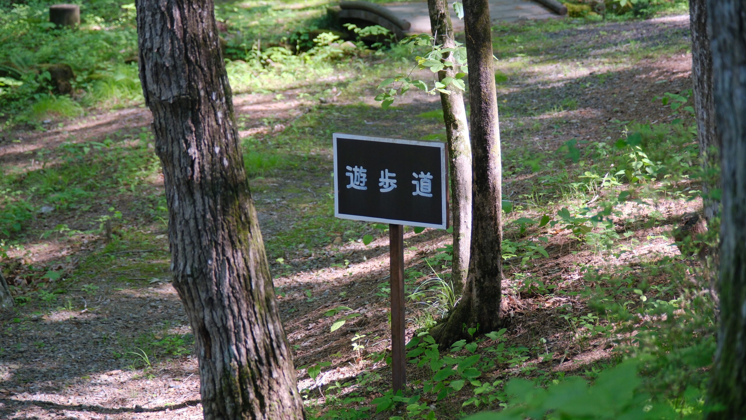 ふるさとの森公園　遊歩道