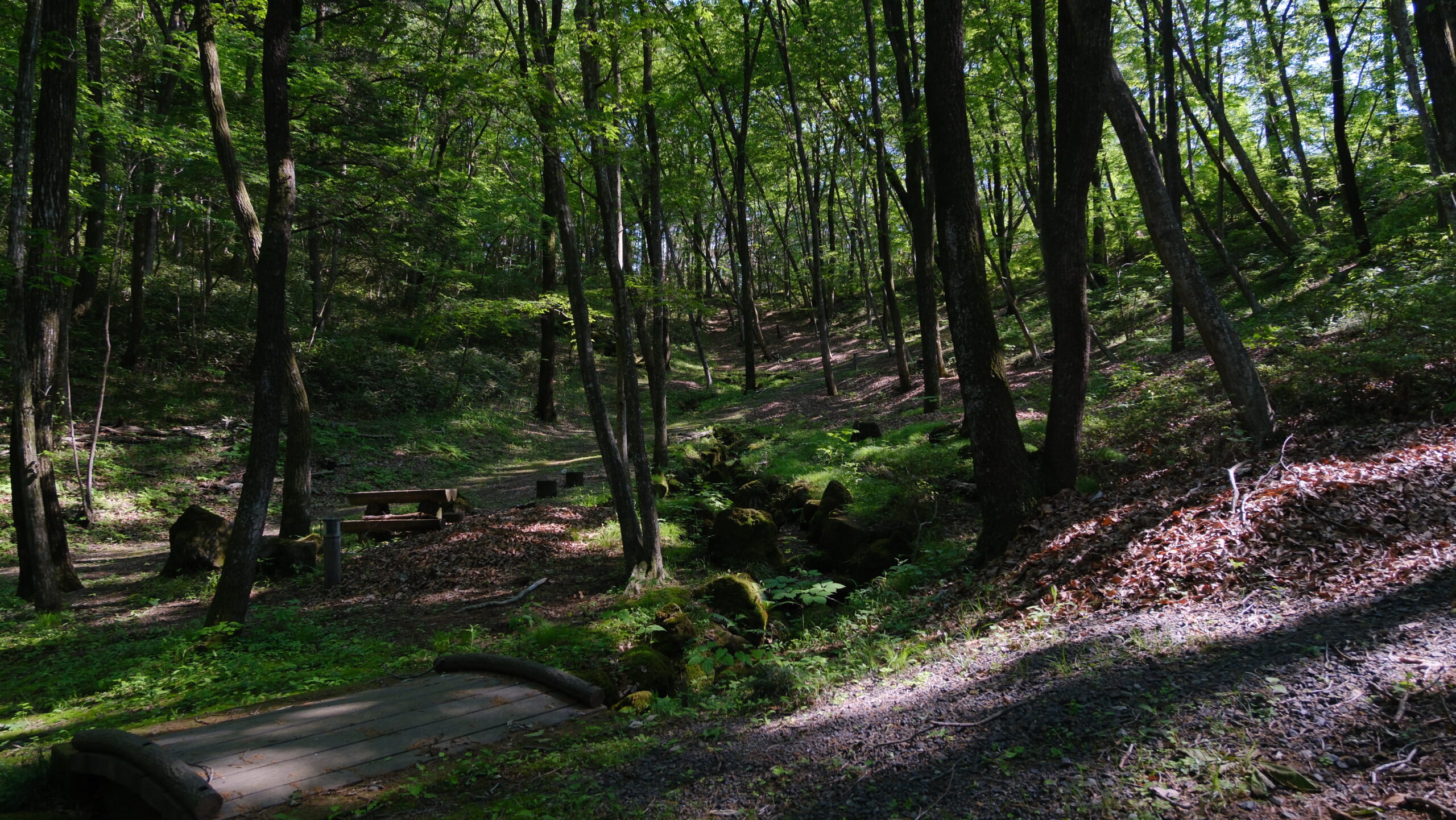 ふるさとの森公園　森林