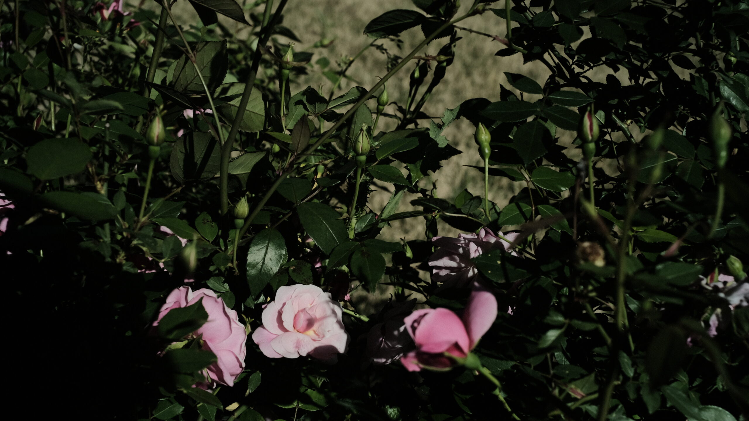 CONTAX Biogon T*28mm F2.8　作例