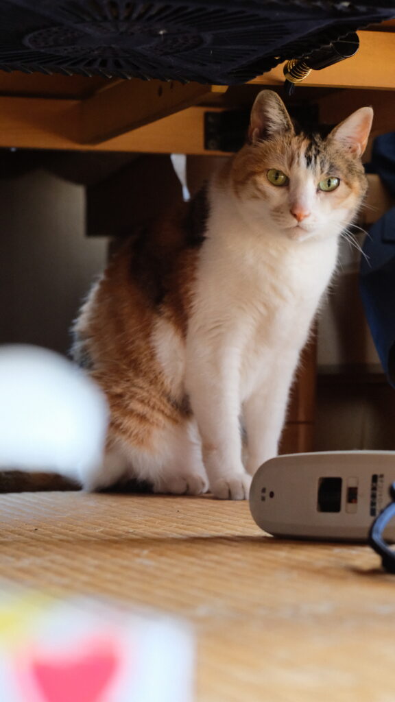 FUJINON 55mm F1.8(初期型)作例