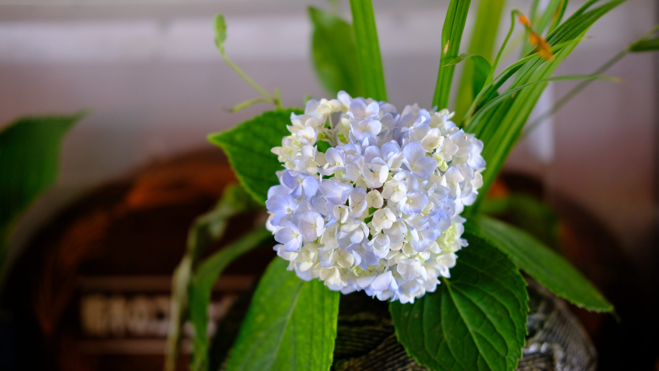 粟野町観光やな　紫陽花