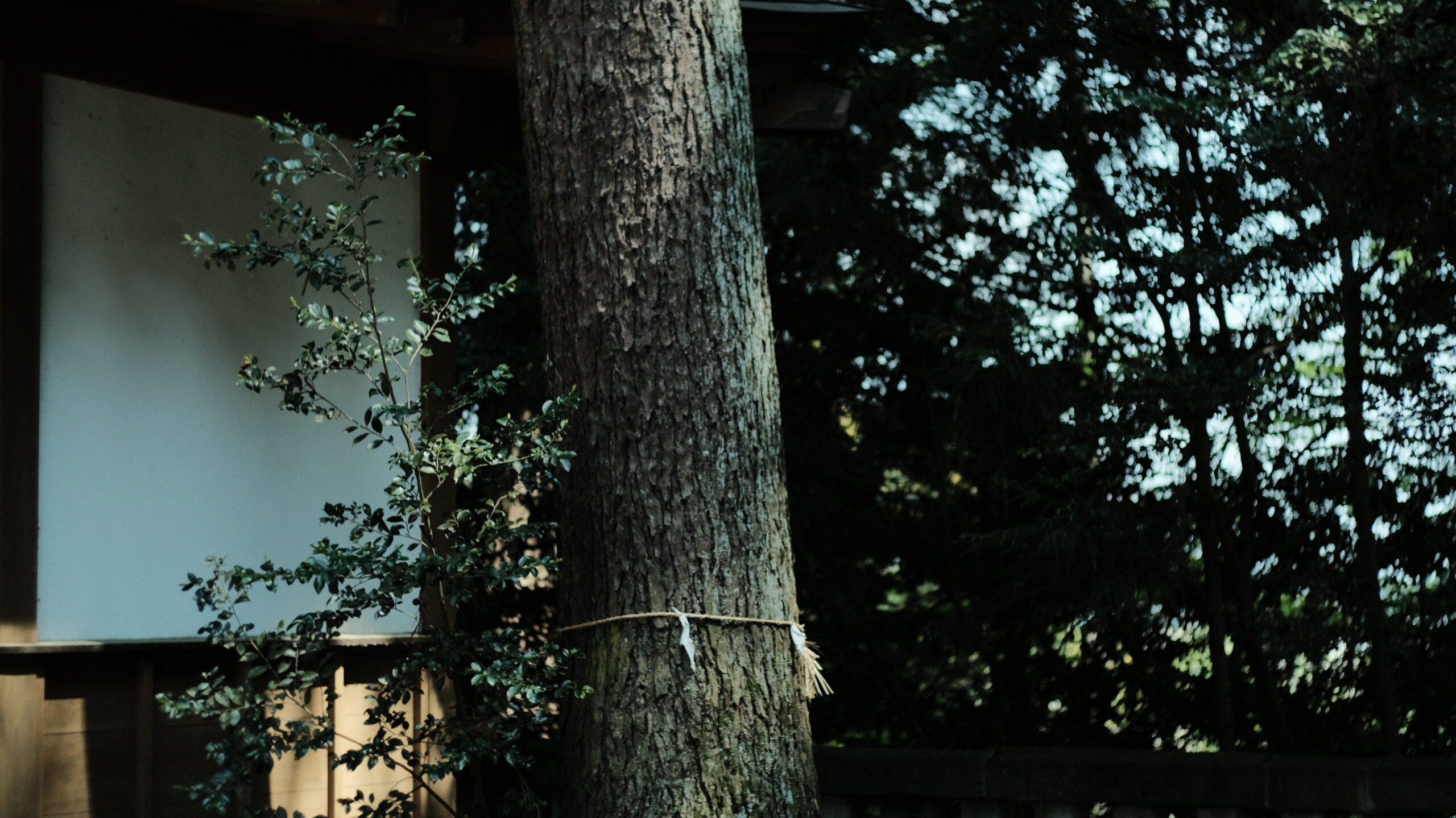 木幡神社　杉