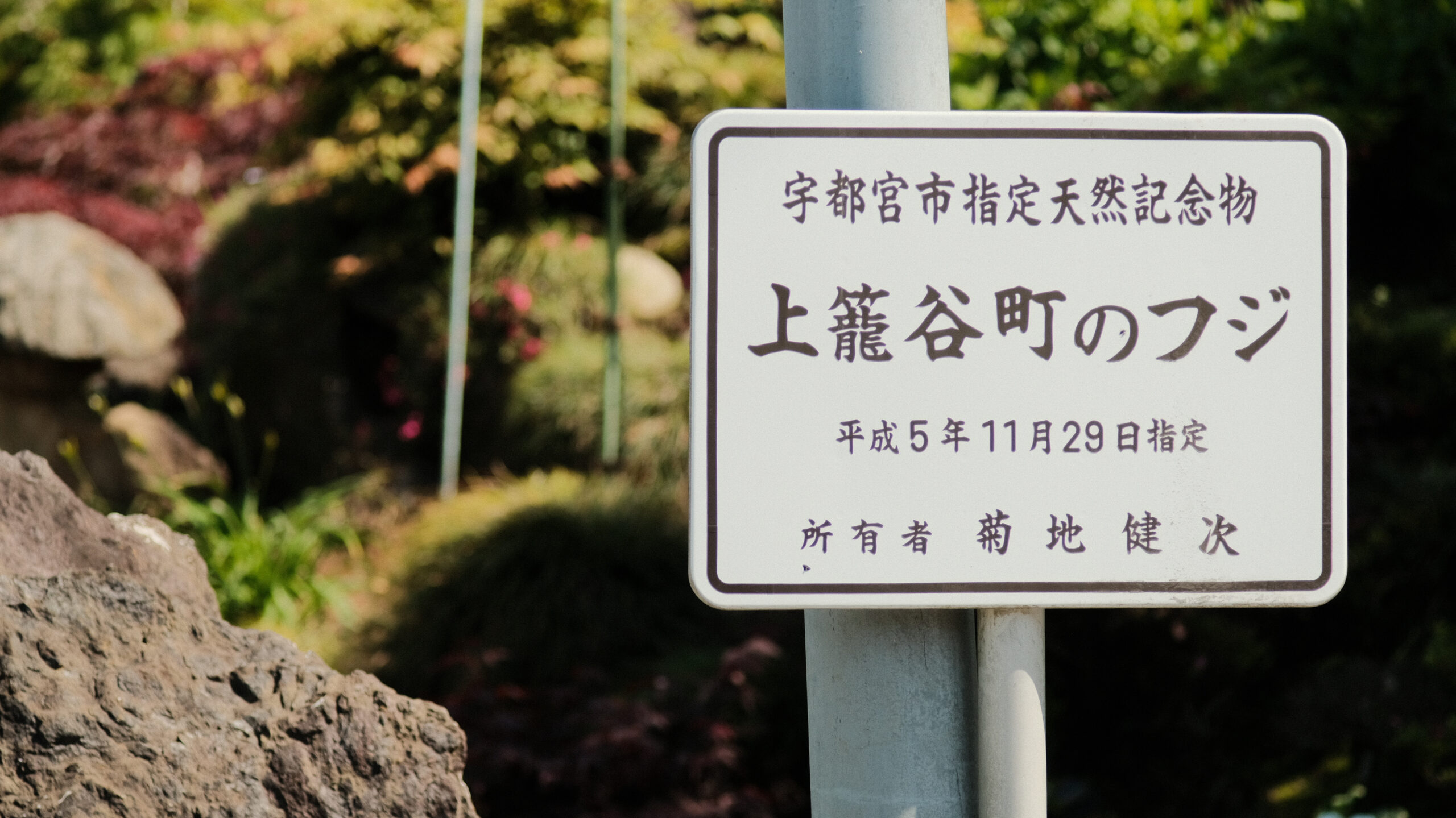 上籠谷のフジ　看板