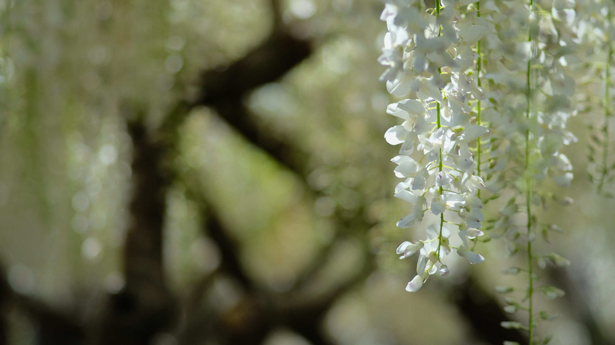 上籠谷のフジ　藤の花　名所