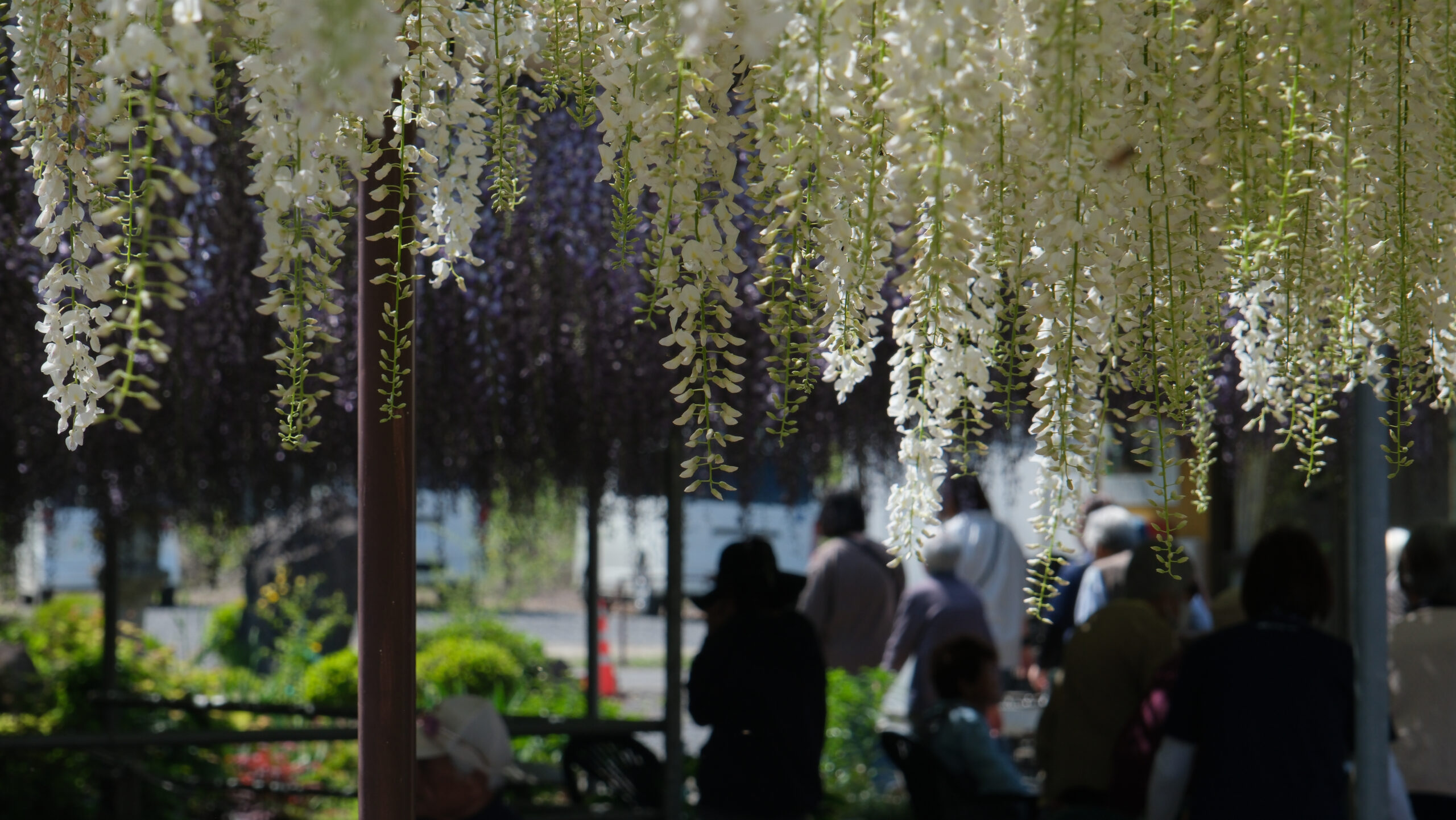 上籠谷のフジ　白　藤の花
