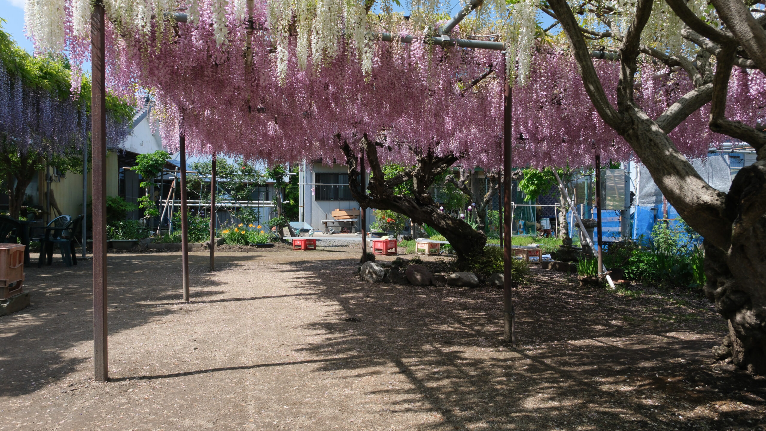 上籠谷のフジ　藤の花