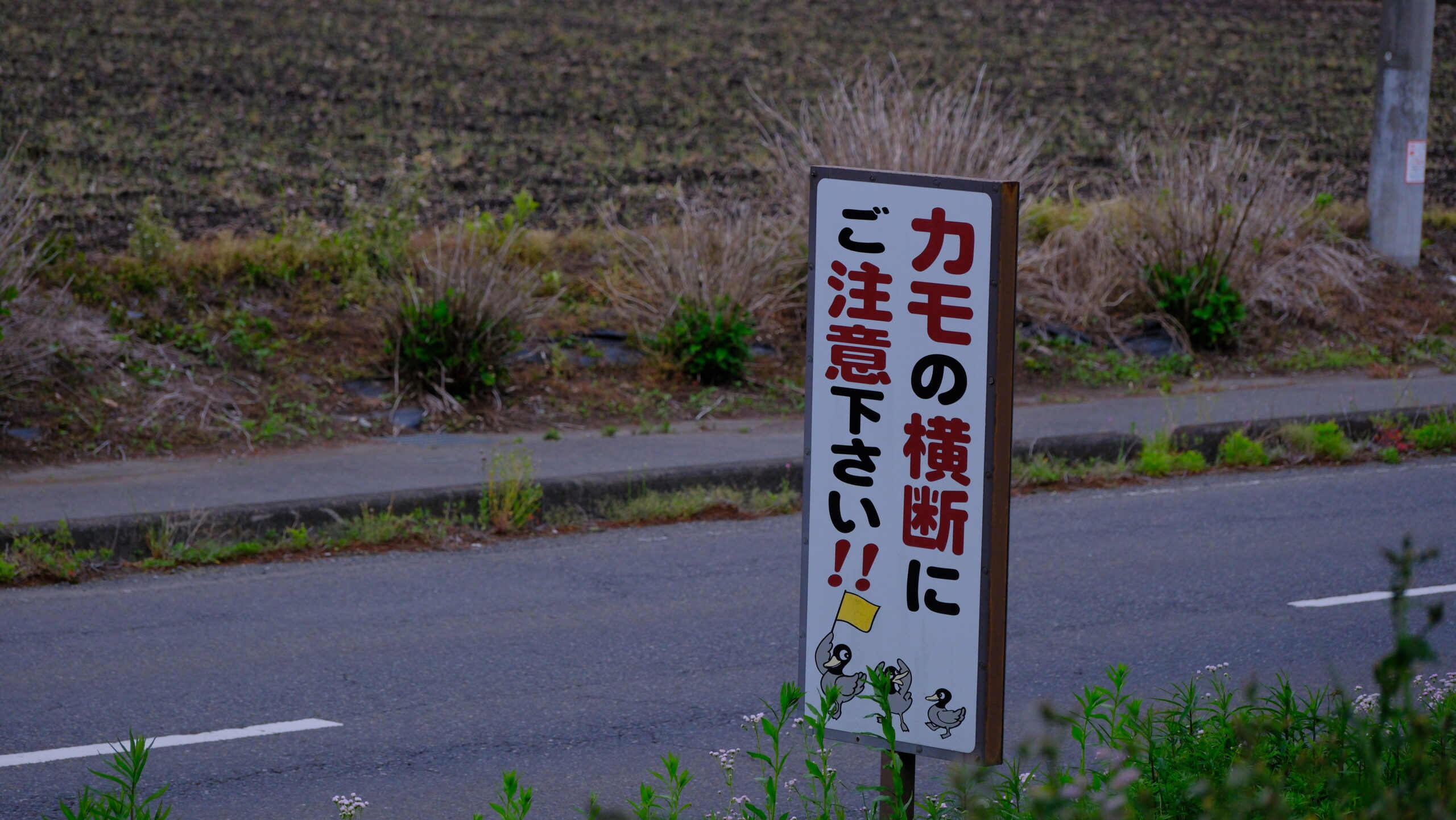 大沼公園　カモ横断注意　