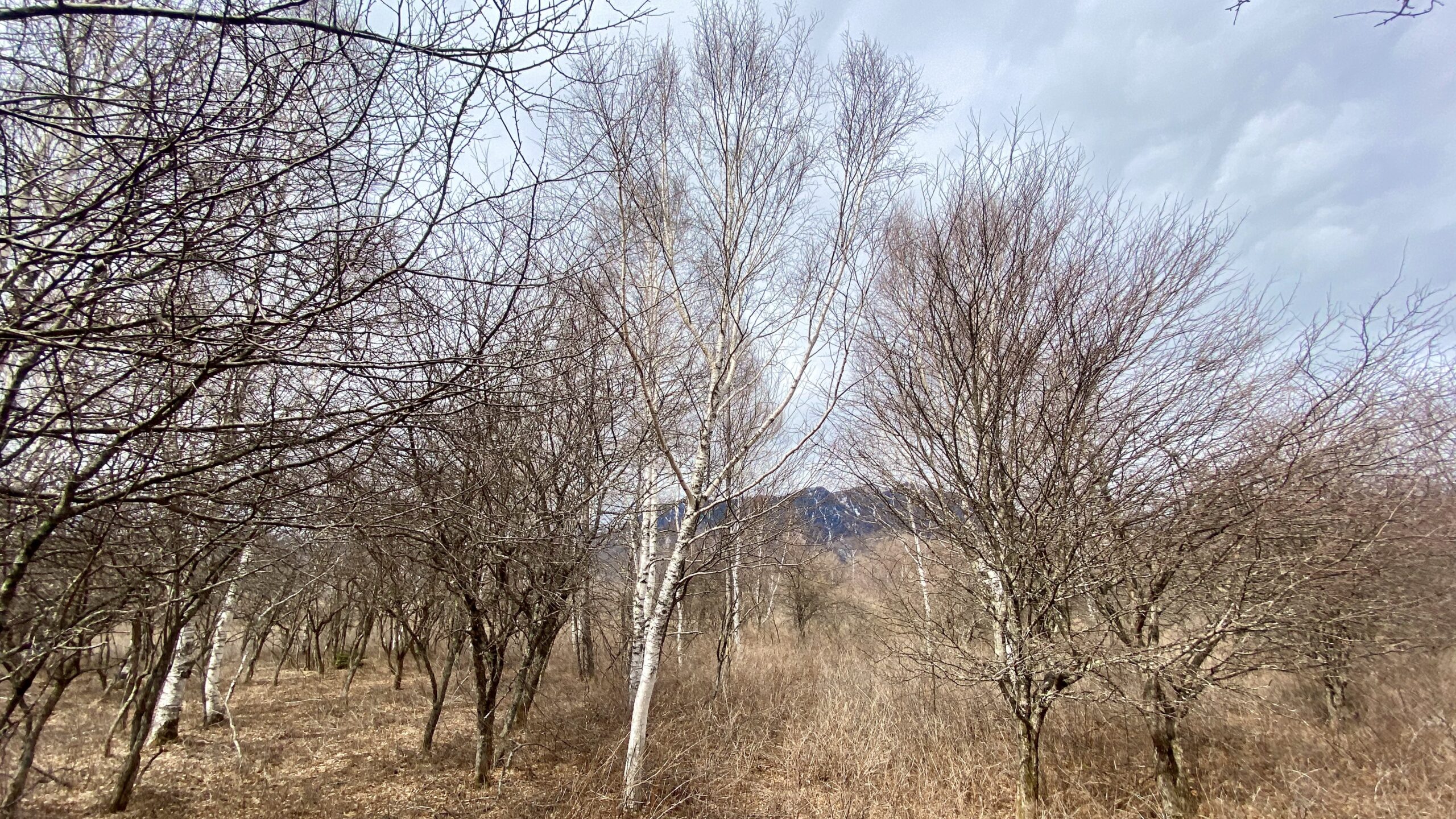 戦場ヶ原