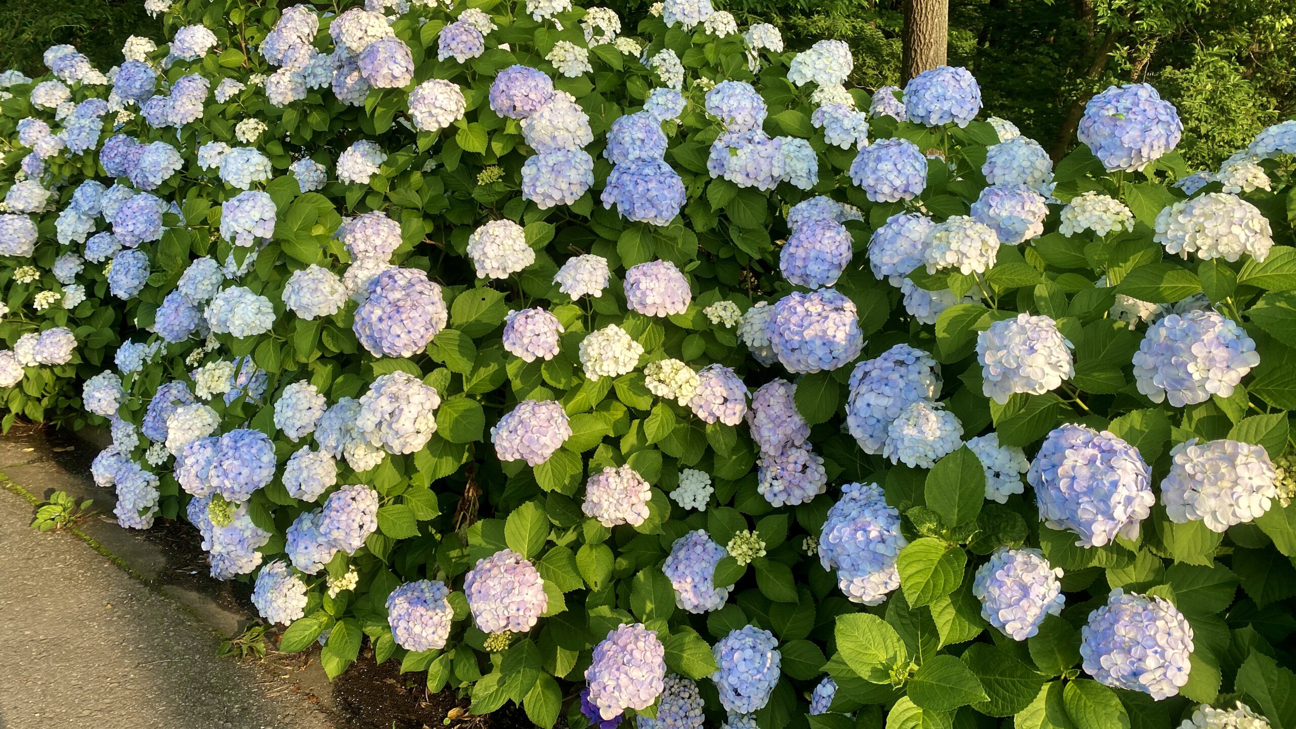 氷室あじさい坂　栃木