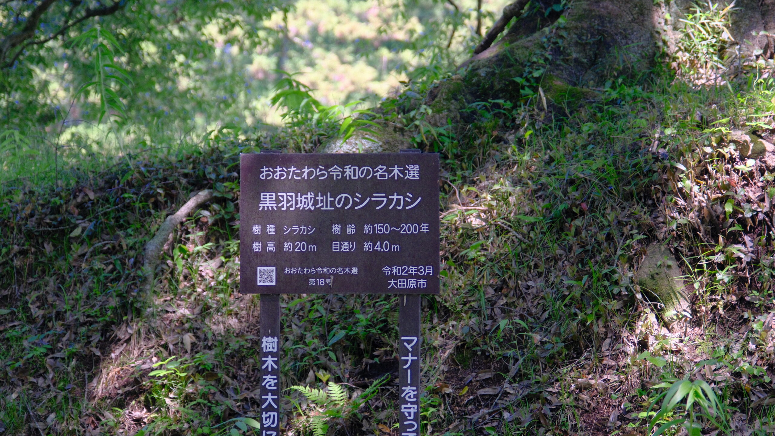 黒羽城址のシラカシ　公園