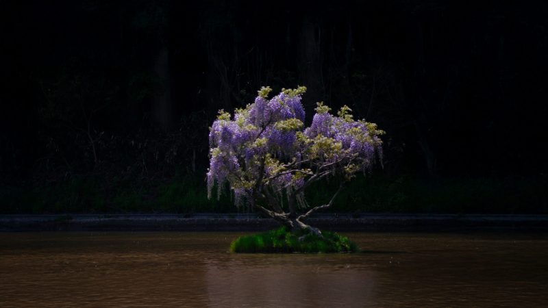 矢板　田んぼ　藤の花