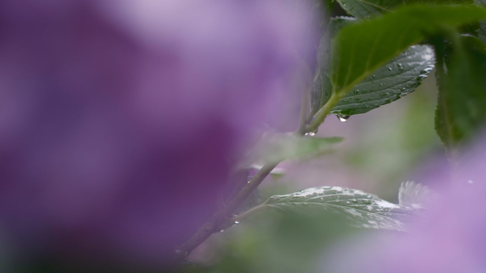 Helios 44M 58mm F2 オールドレンズ 水滴